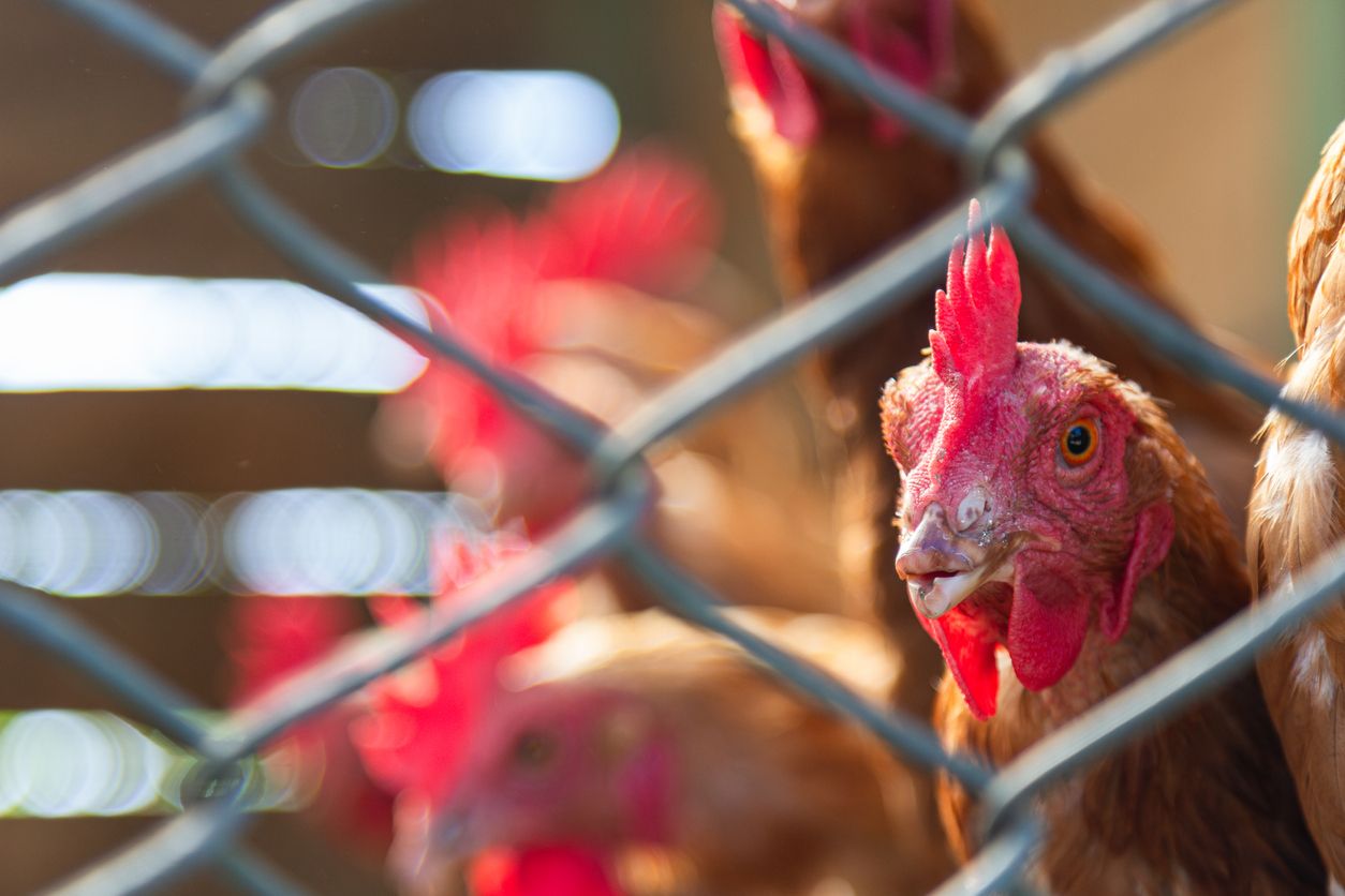 Heute.at - Tiere im Plastiksack über Tierheim-Zaun geworfen