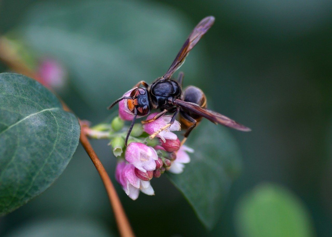 Asiatische Hornisse auf Blüte