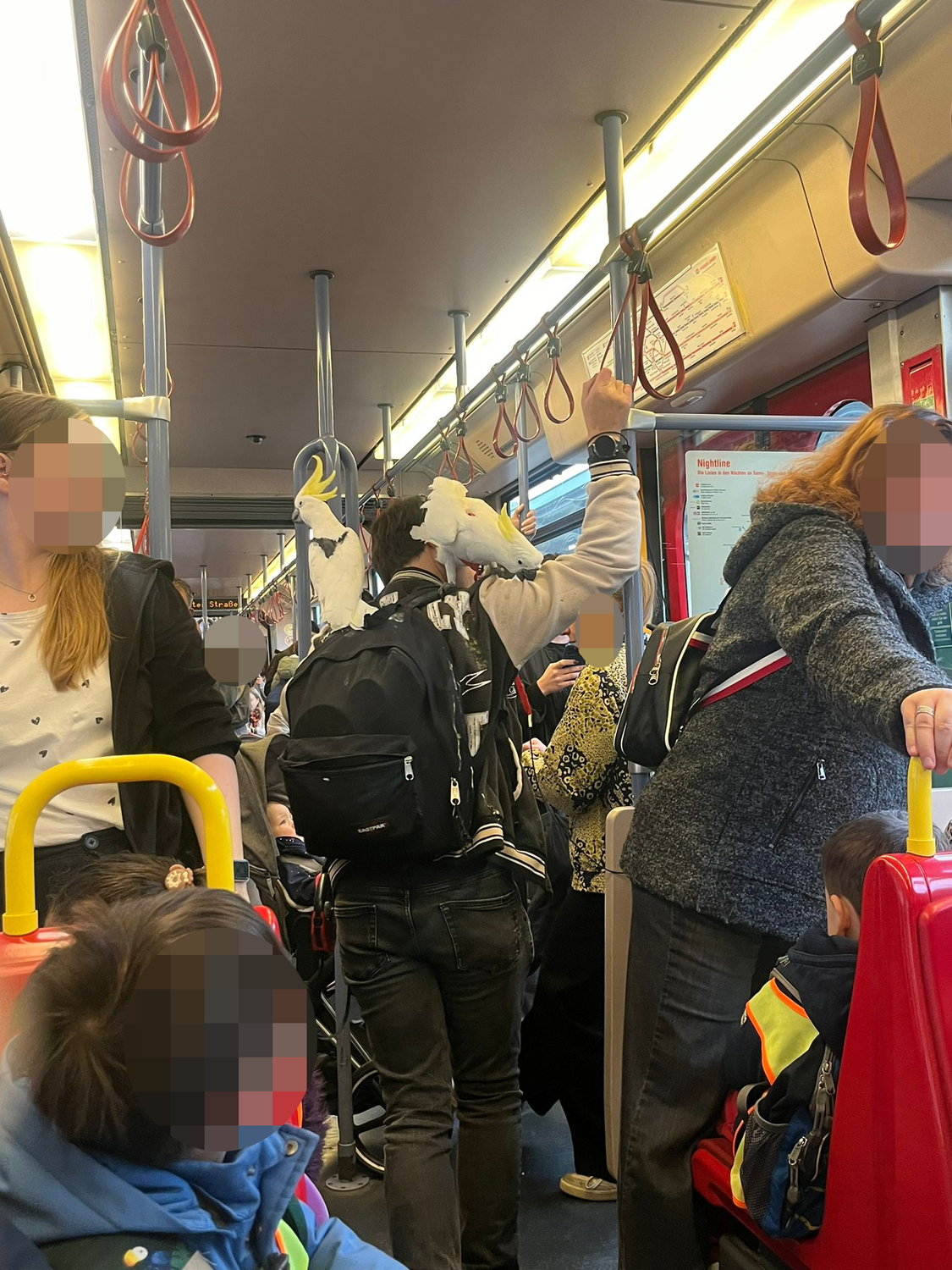 Heute.at - Kakadus in U-Bahn! Kurioser Anblick sorgt für Lacher