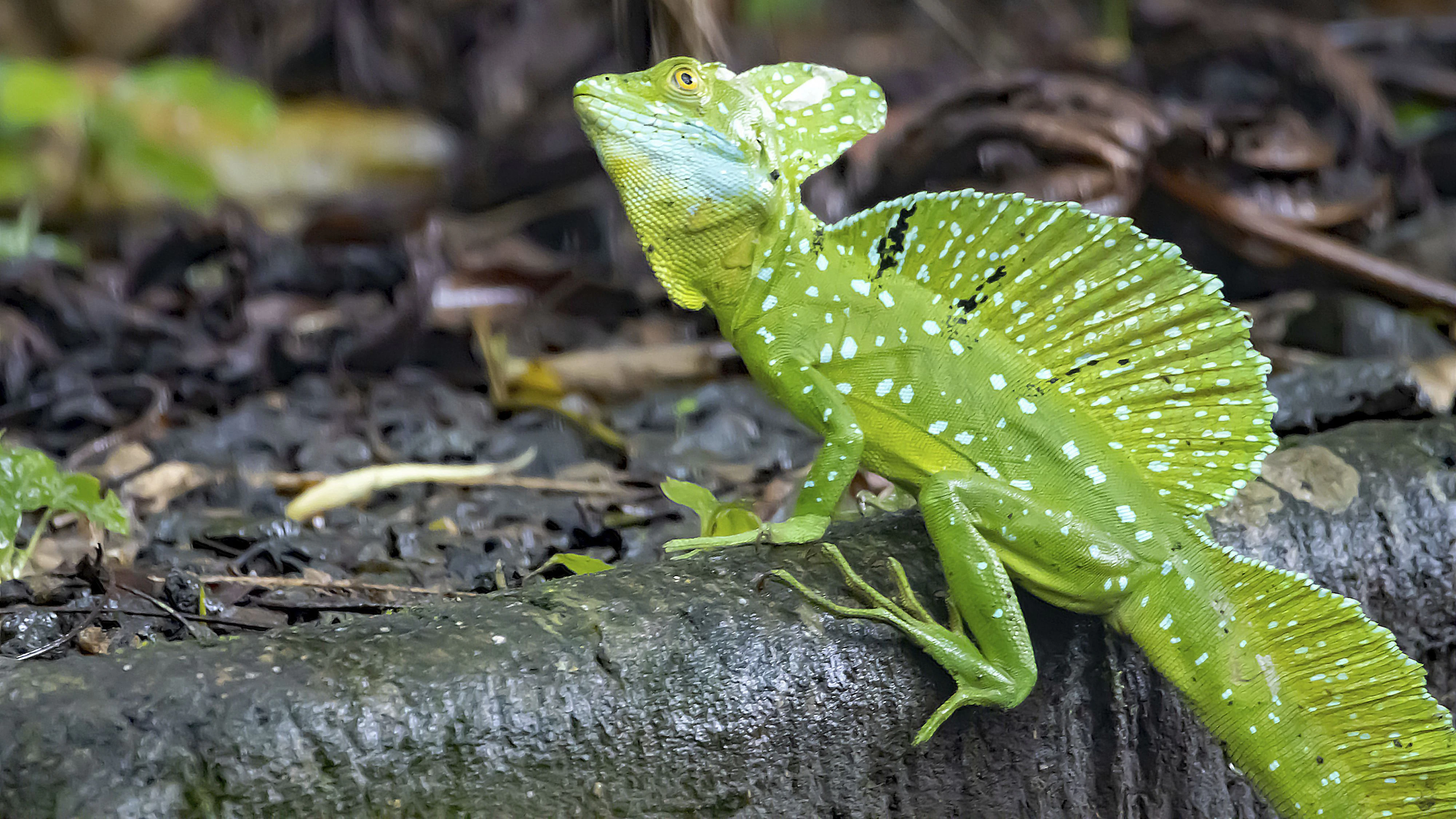Erwachsen sind es richtige kleine Dinosaurier. 