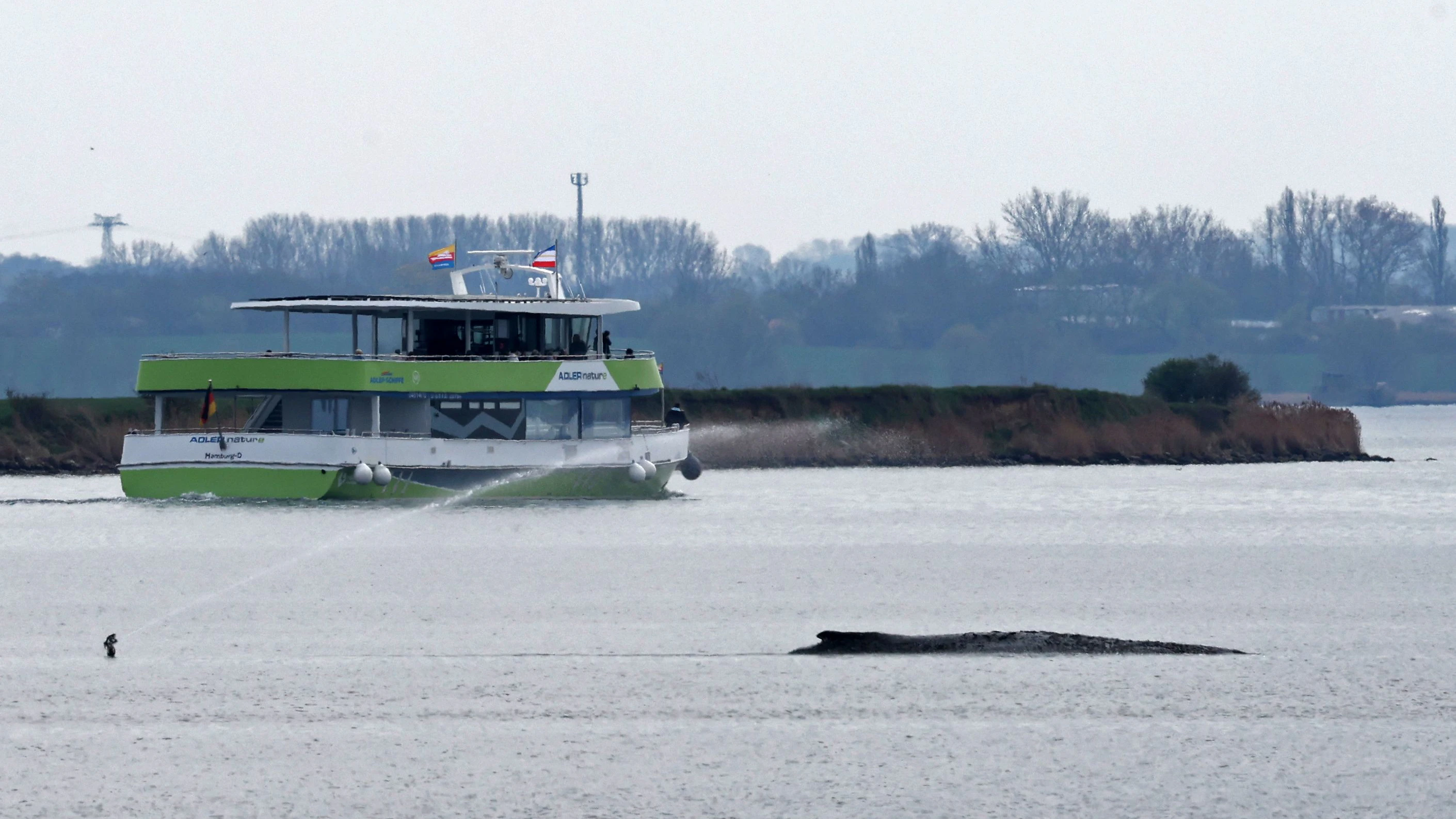 Ein neuer Rettungsversuch für Wal Timmy ist angelaufen.