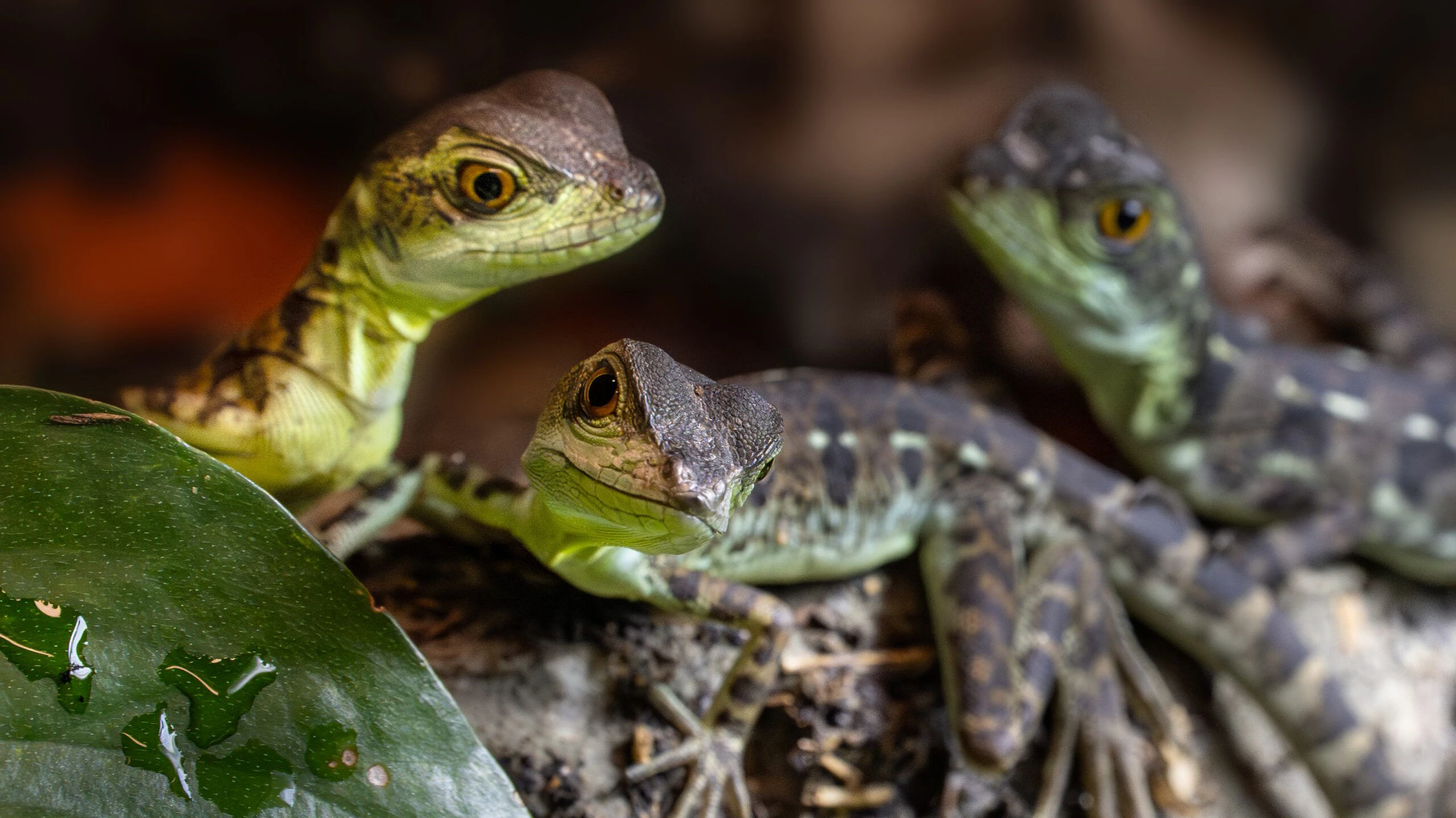 Gleich acht Stück huschen durch das Terrarium und gucken ziemlich neugierig aus der Wäsche.