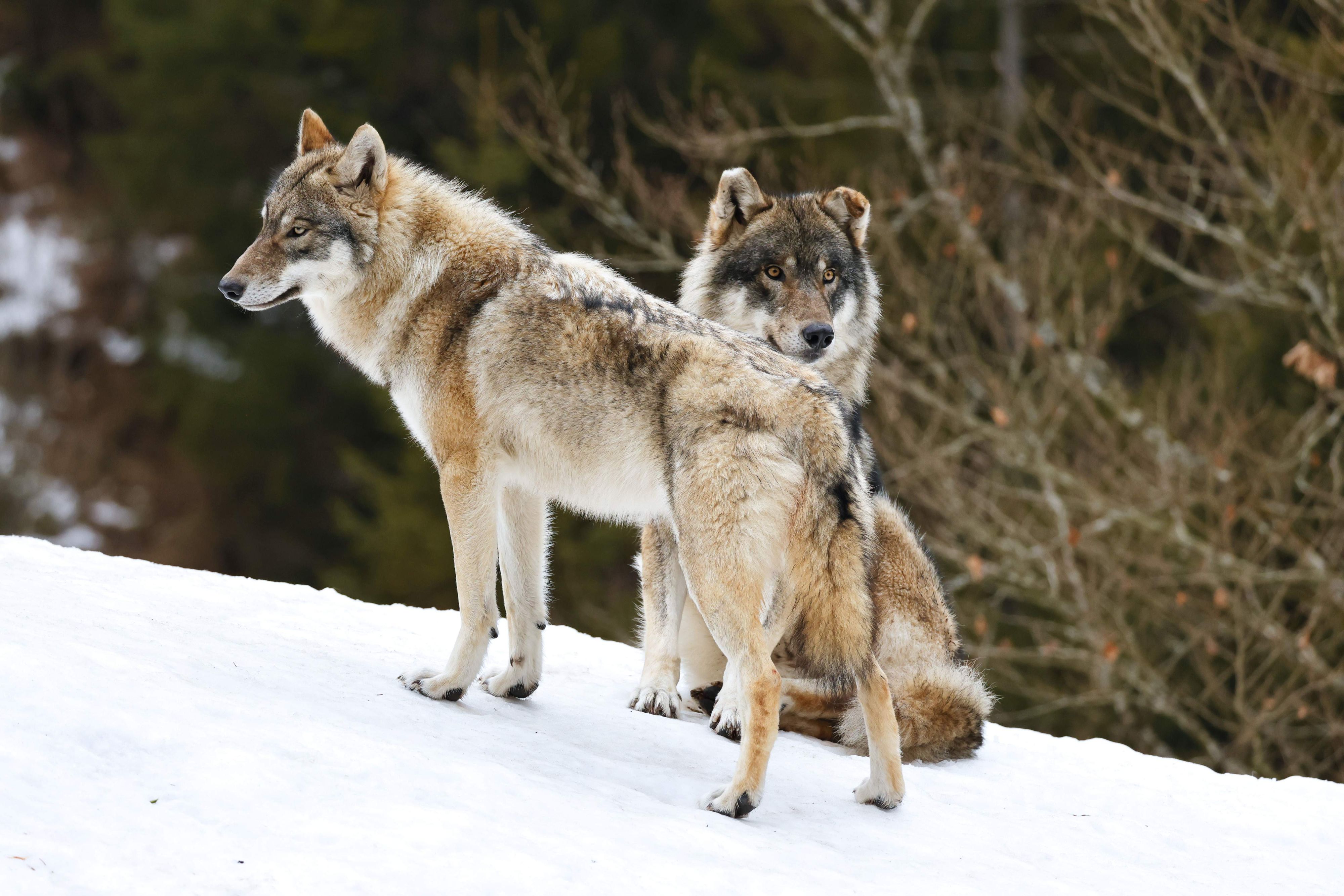 Heute.at - Wolfs-Abschuss jetzt erlaubt – Kritik an neuem Gesetz