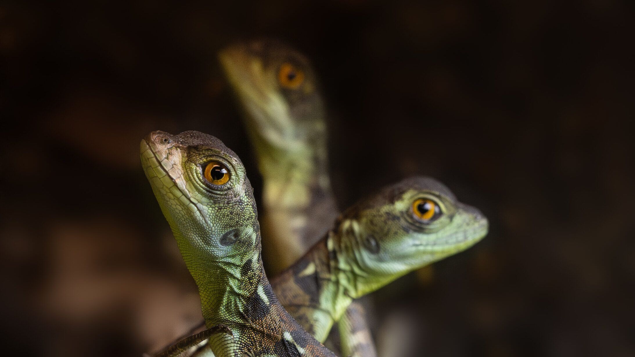 Heute.at - Da schlüpfen im Zoo doch tatsächlich acht Fabelwesen