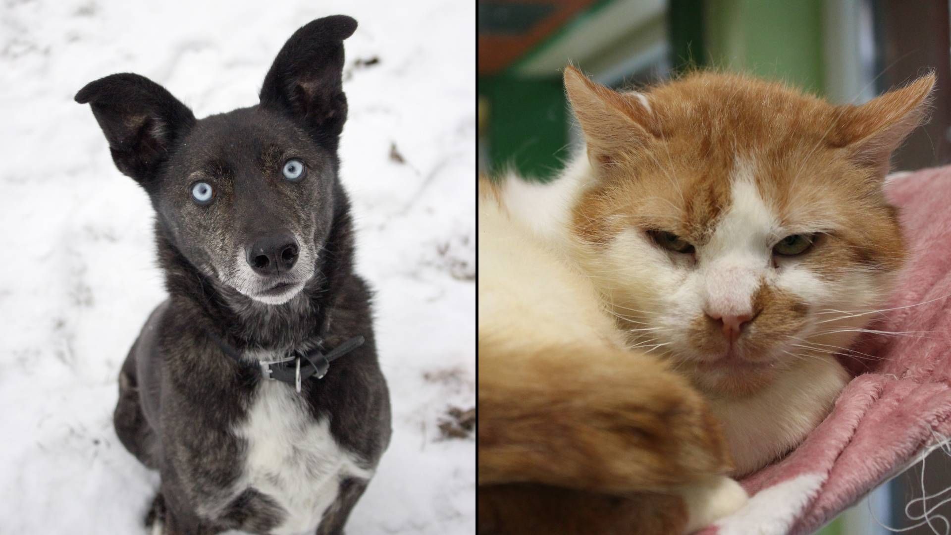 Heute.at - Blauäugiger Senior weiß gar nicht, was er falsch macht