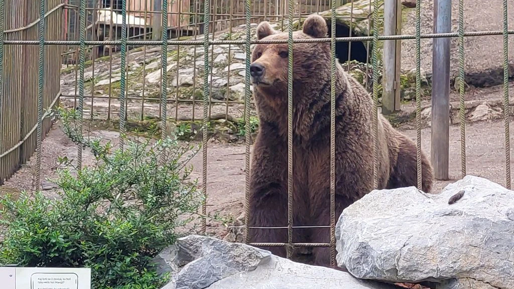 "Tim" in seinem tristen Käfig in Slowenien. 