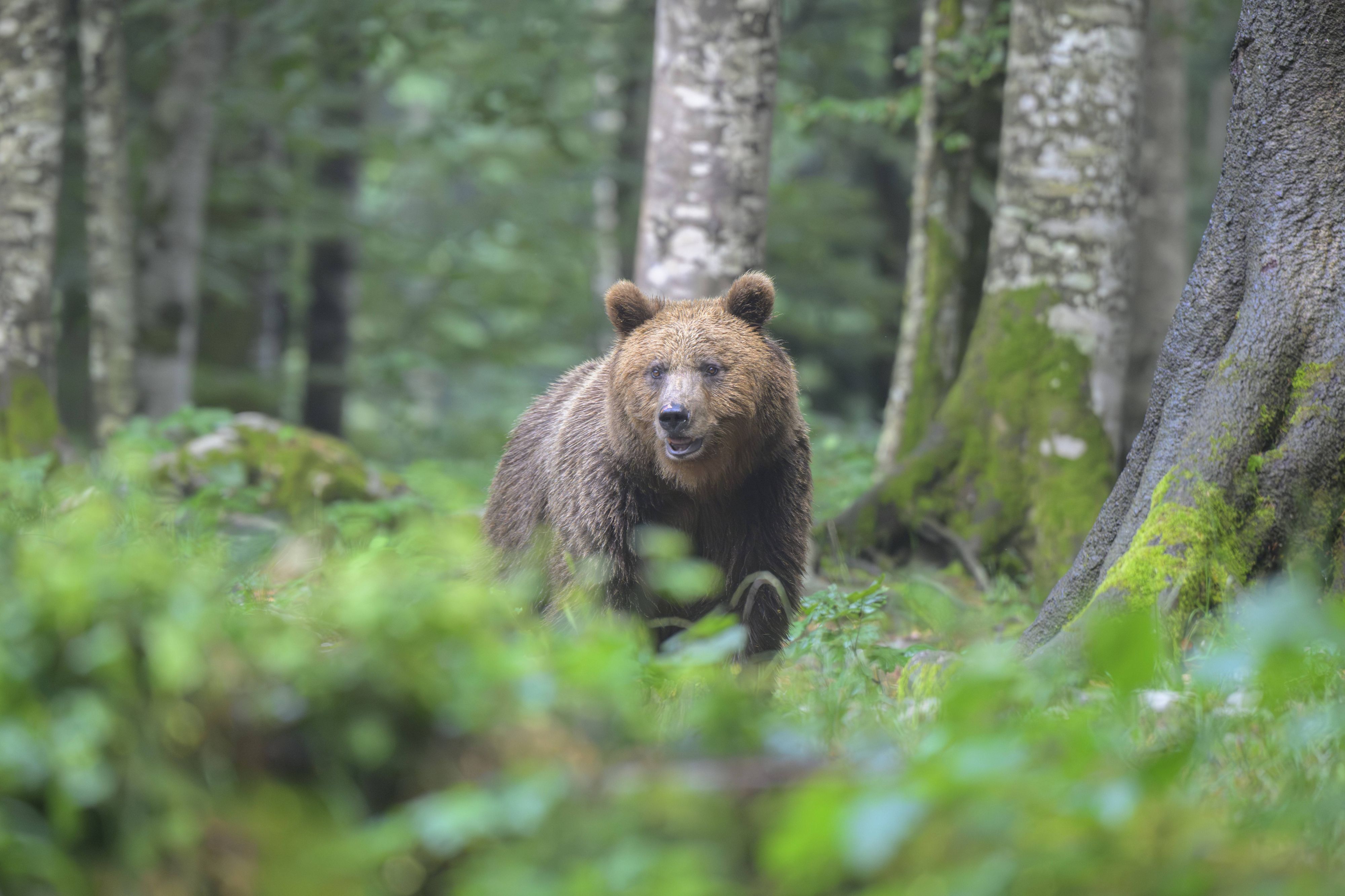 Der Braunbär hatte den Jogger attackiert. (Symbolbild)