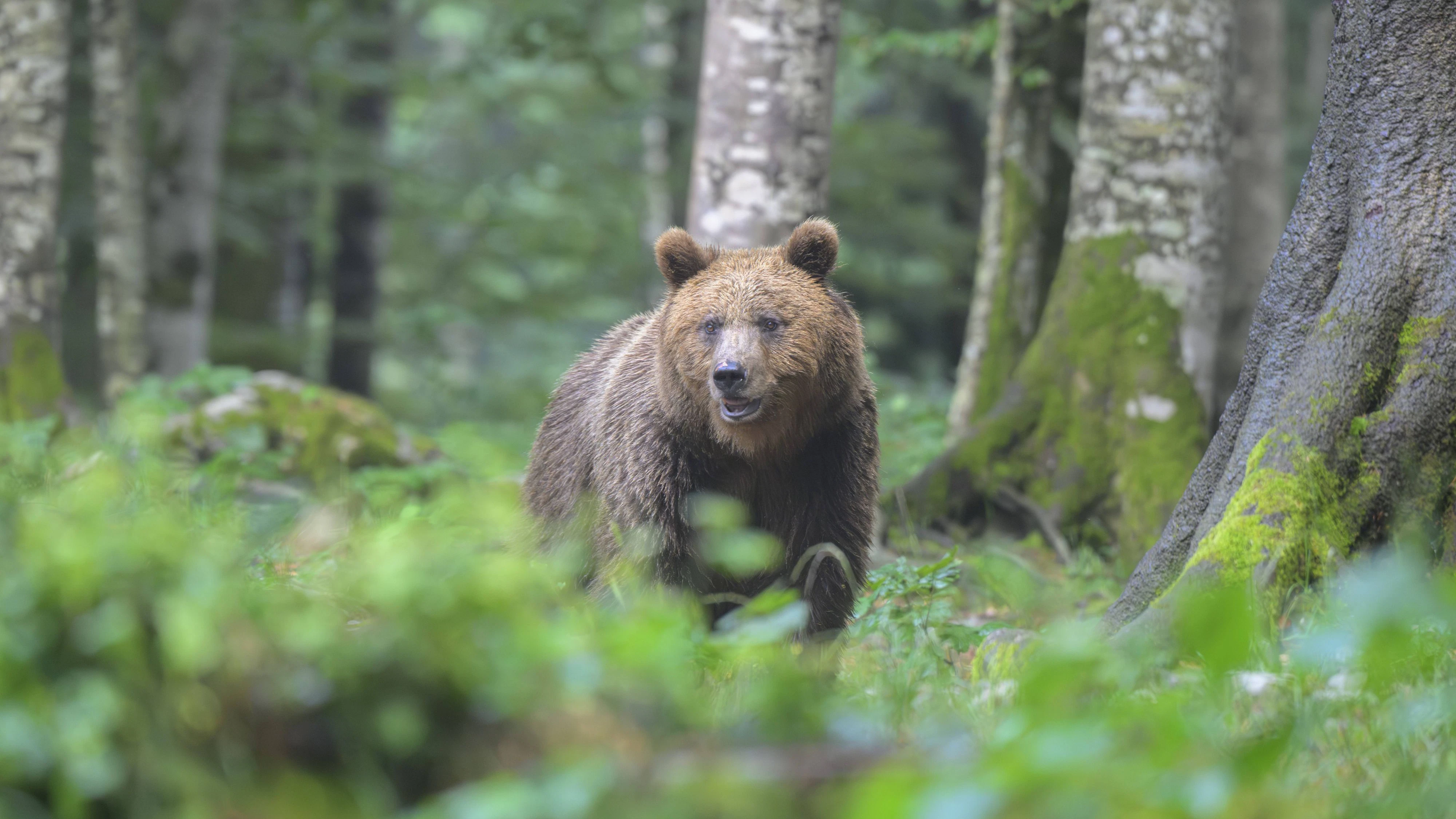 Der Braunbär hatte den Jogger attackiert. (Symbolbild)