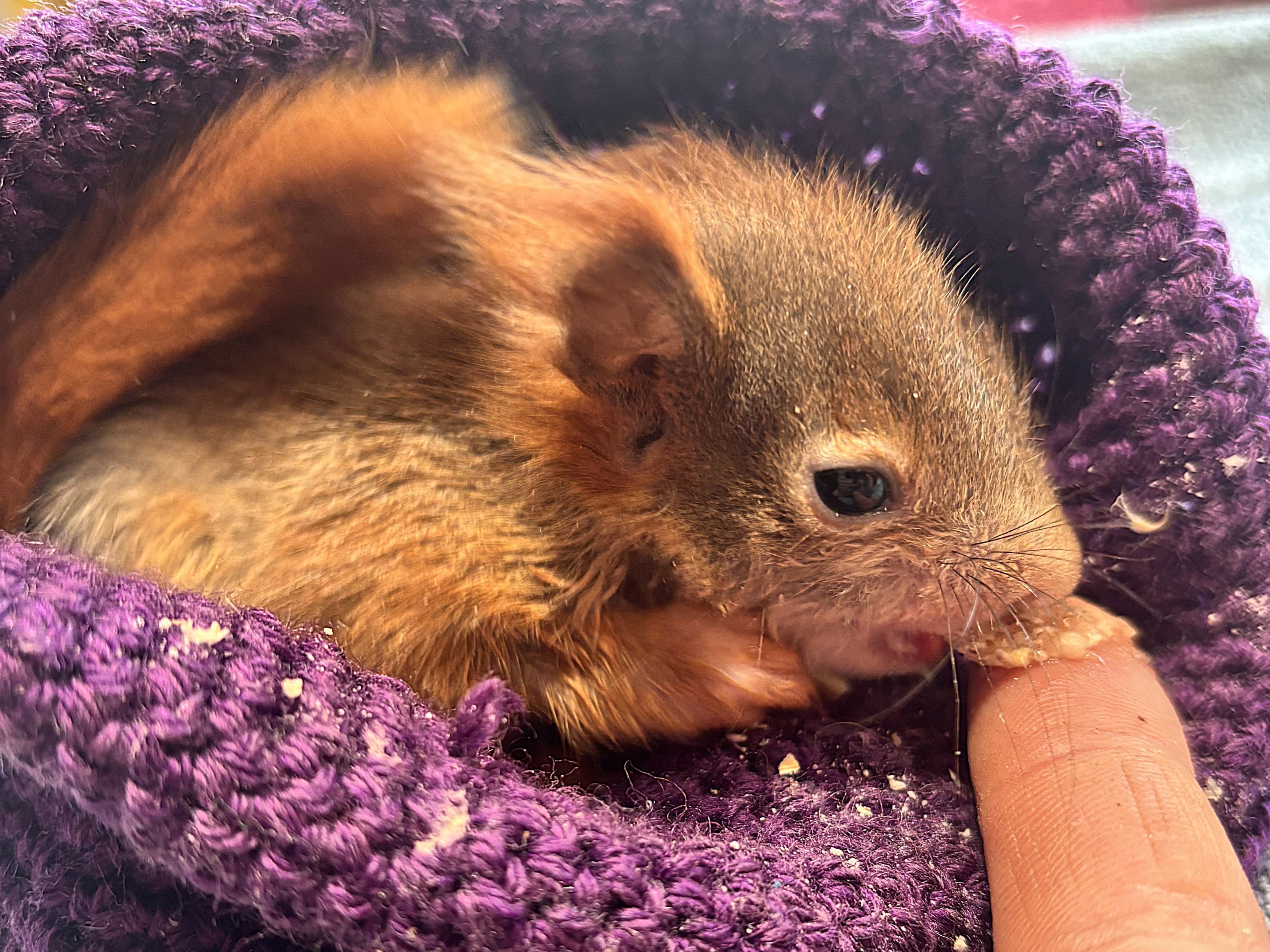 Heute.at - Eichhörnchenbaby Benni sitzt neben toter Mama