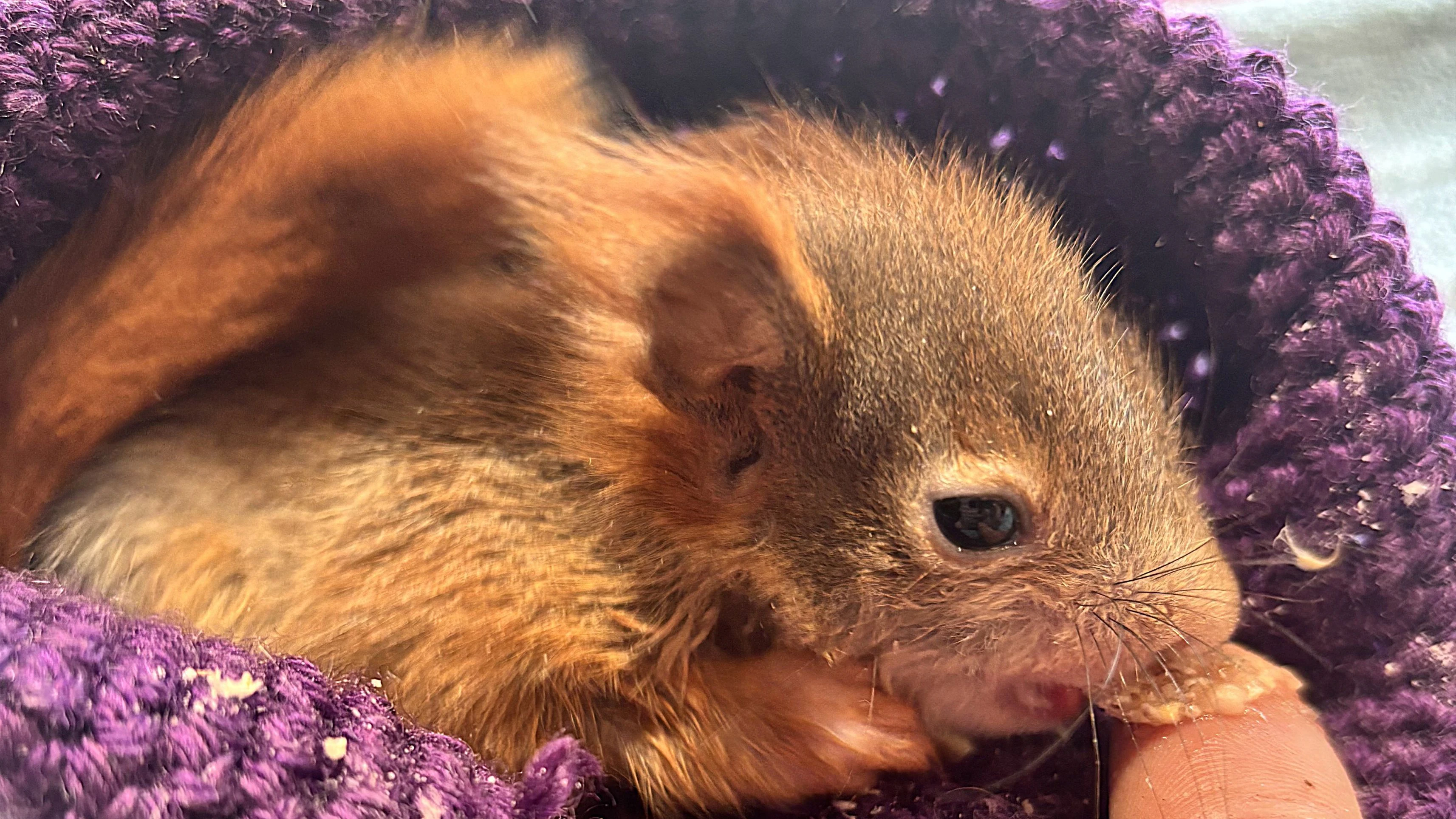 In der Eulen- und Greifvogelstation Haringsee wird Eichhörnchen-Baby "Benni" gesund gepflegt und großgezogen. 