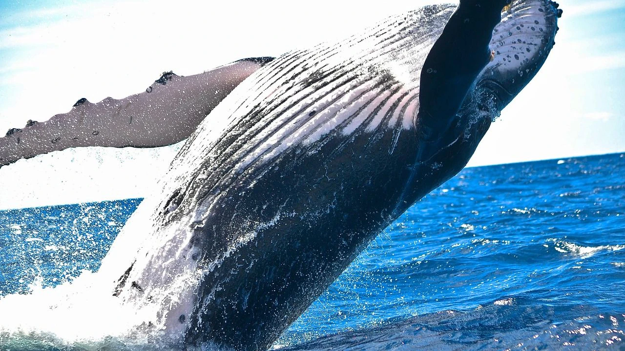 Heute.at - Ostsee-Wal Timmy tot vor Dänemark entdeckt