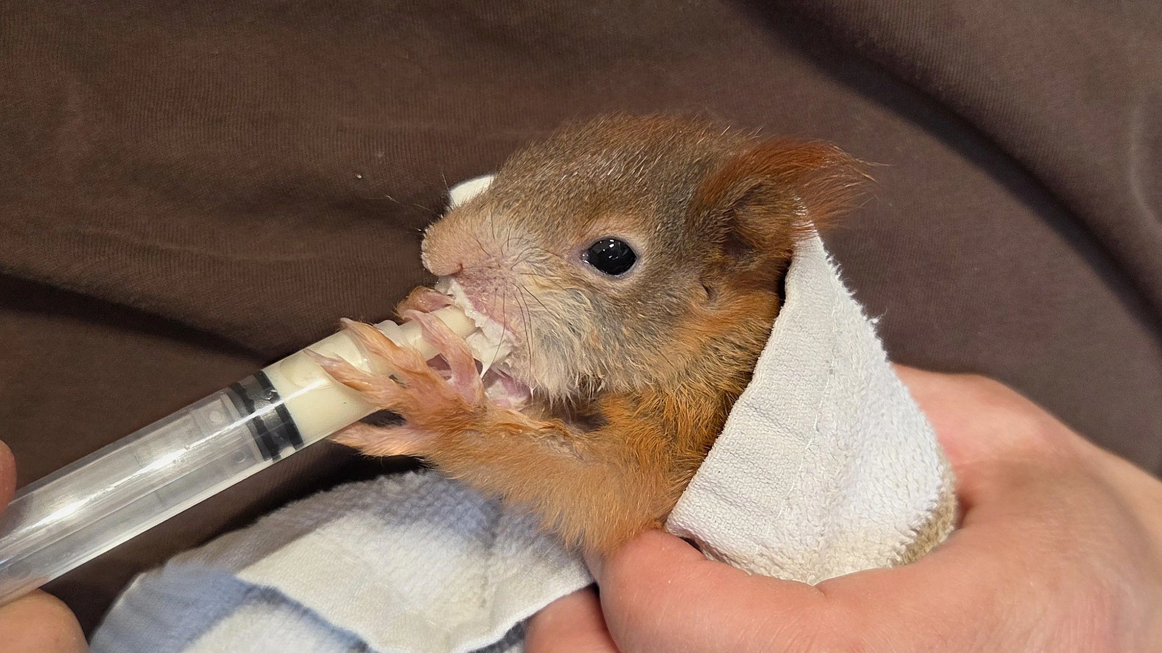 Die Aufzuchtsmilch schmeckt!