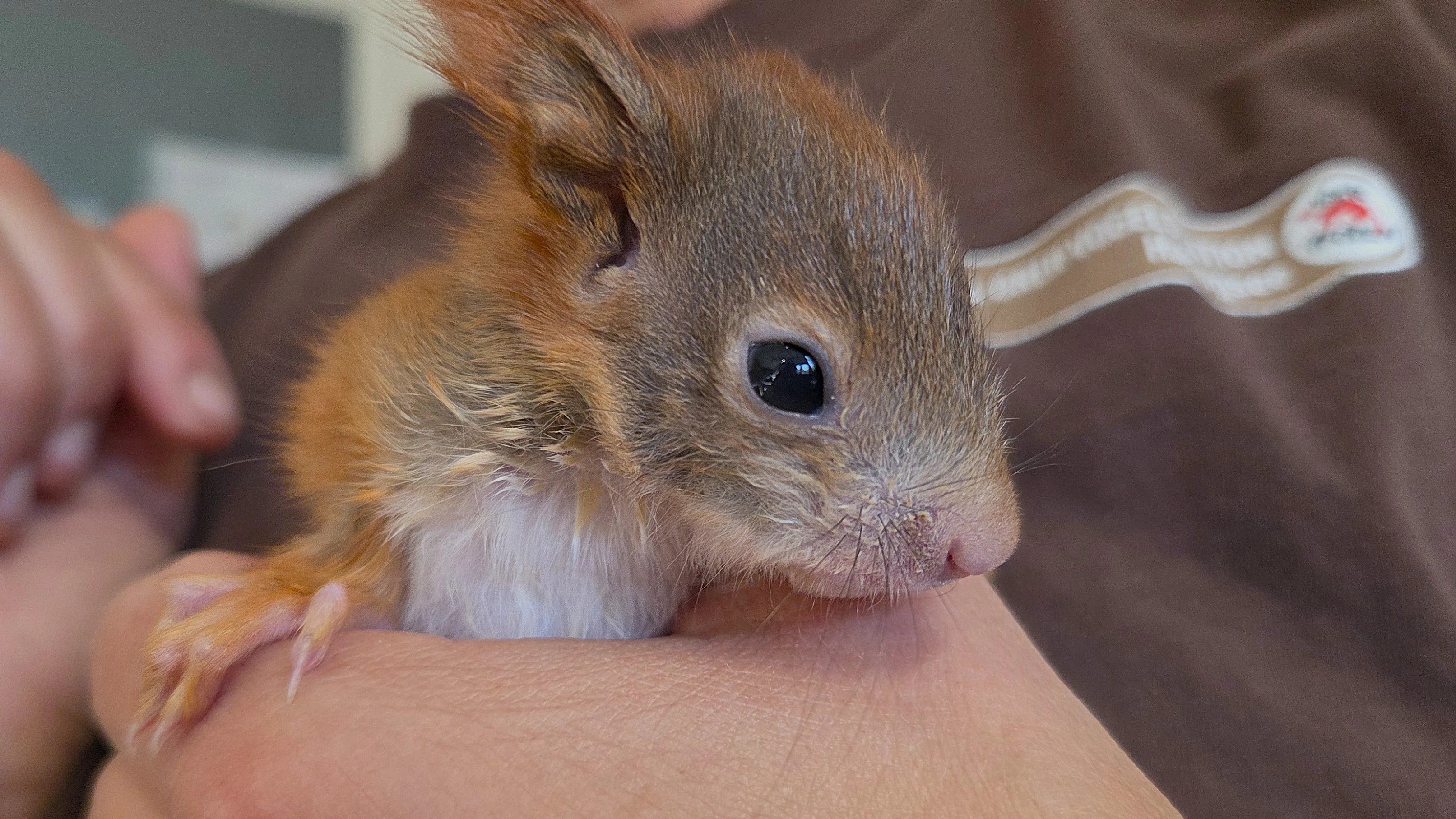 Eine Handvoll "Eichhörnchen". 