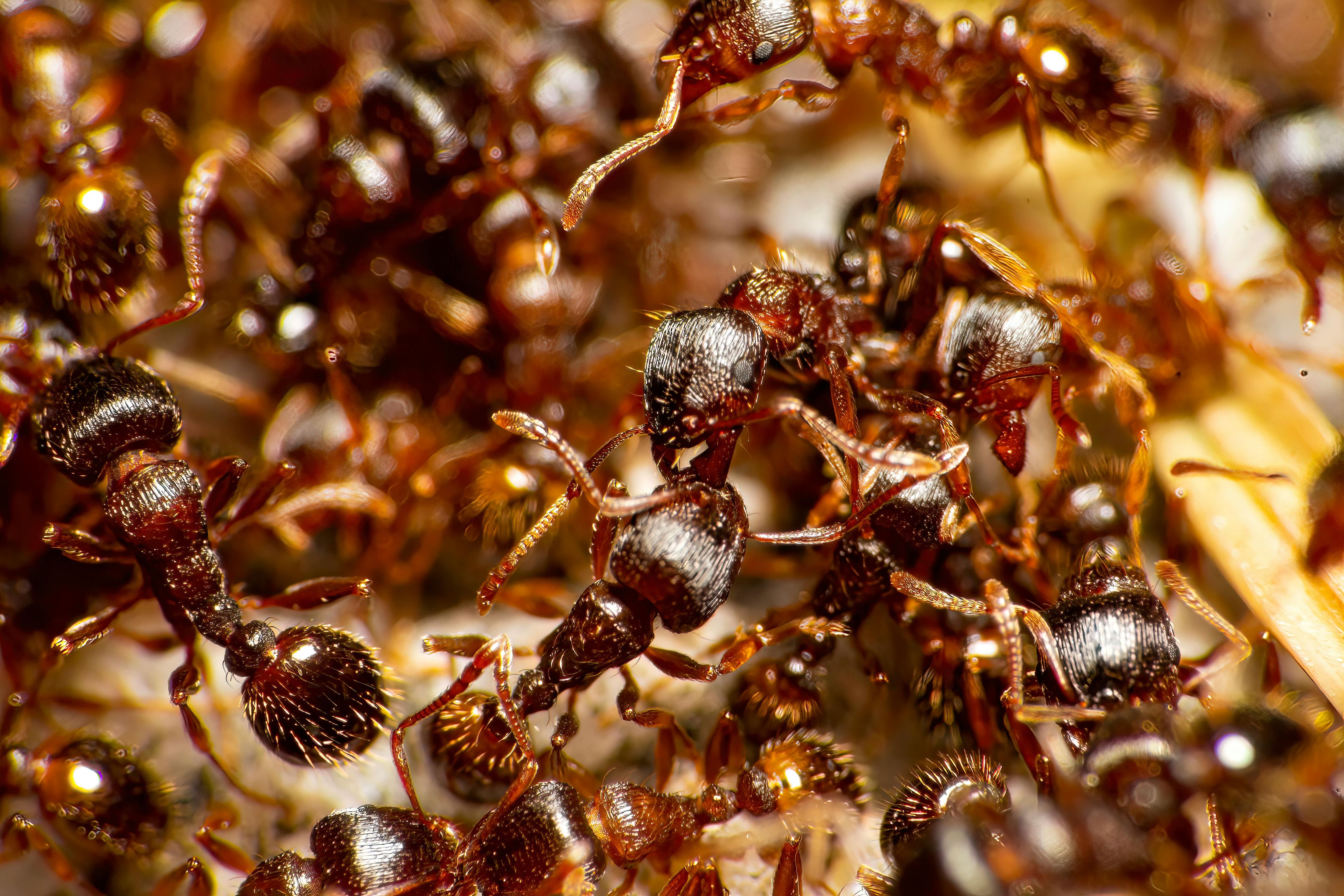Ameisen erwachen jetzt aus ihrem Winterschlaf.