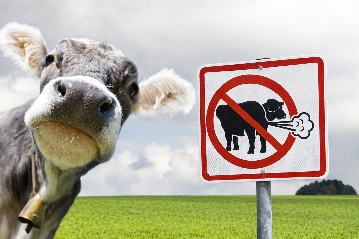 Kuh mit Botschaft: Für weniger Methan gibt’s Geld - selbst der Pups wird zur Fördersache.