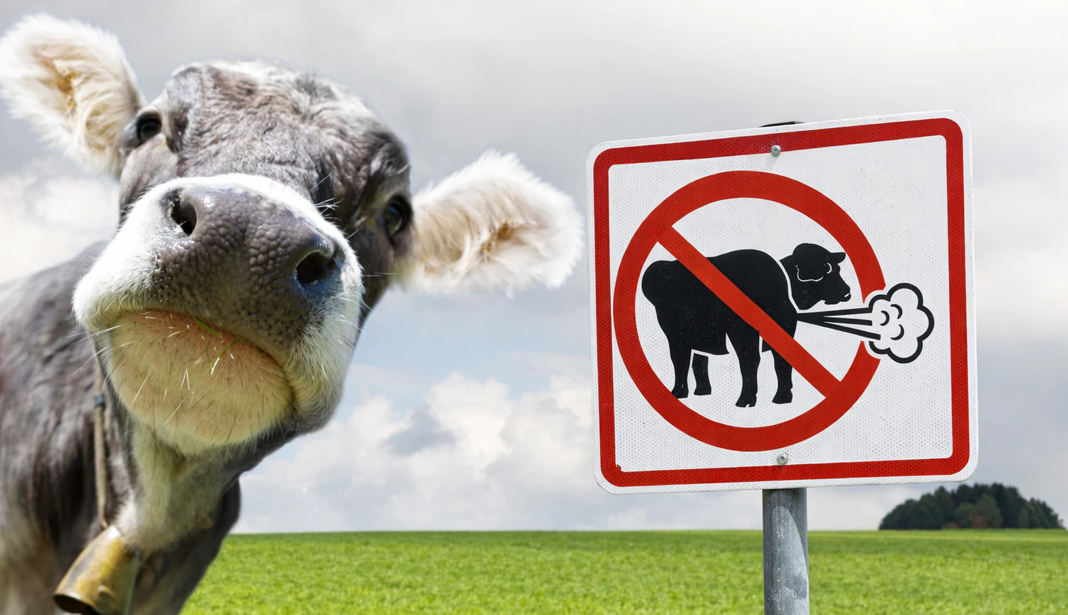 Heute.at - Weniger Kuh-Gase! Dafür gibt’s Geld vom Staat