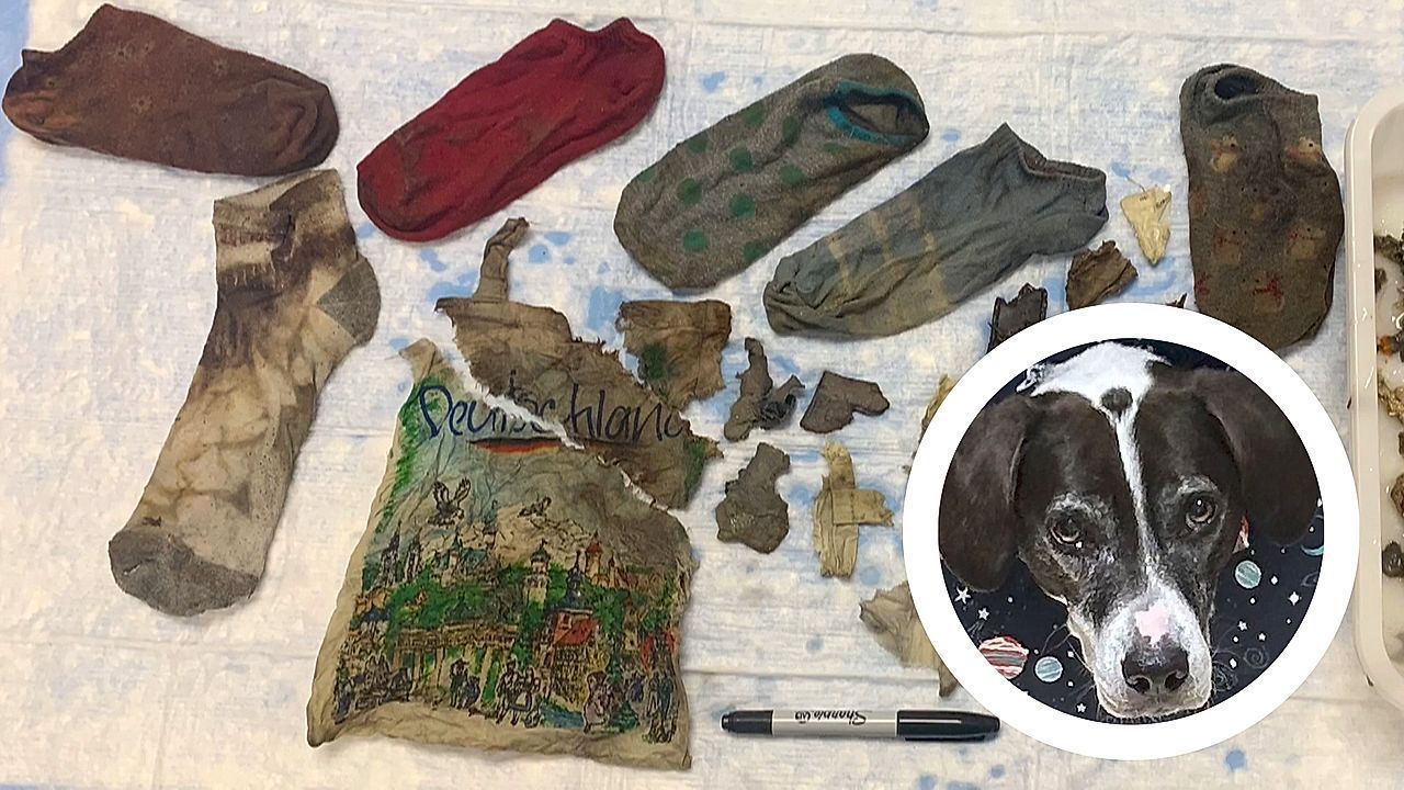 Heute.at - Kein Gourmet! Ricky verputzt Socken und Handtasche