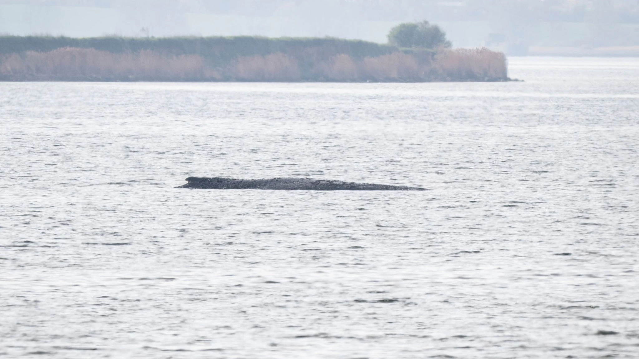 Die Rettungsaktion für den Buckelwal ist angelaufen.