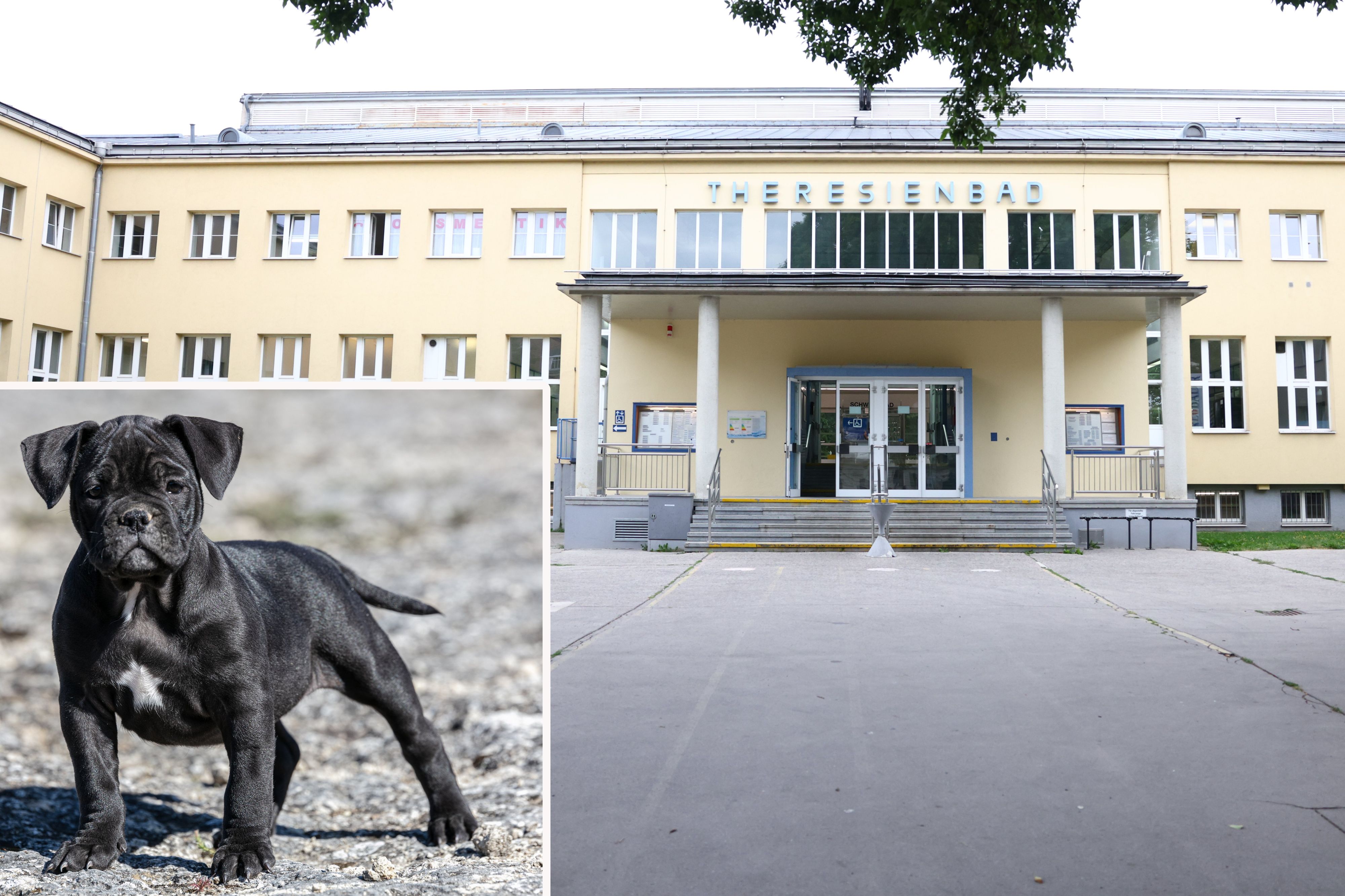 Im Wiener Theresienbadpark eskalierte ein Einsatz: Ein Mann biss seinen eigenen Cane-Corso-Mischling (Symbolbild) – die Polizei griff ein.