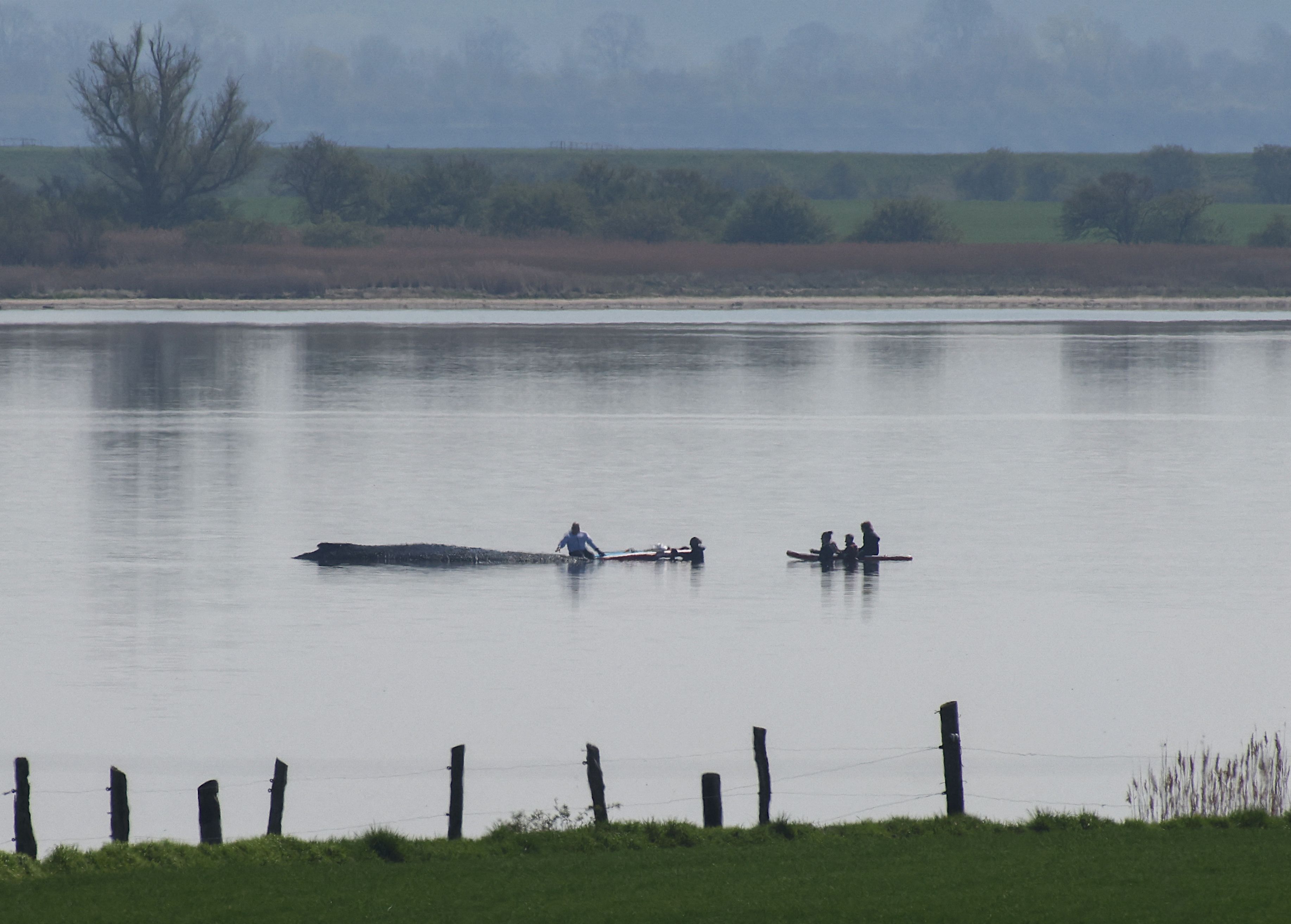 Die Retter näherten sich Timmy mit Stand-Up-Paddeln.