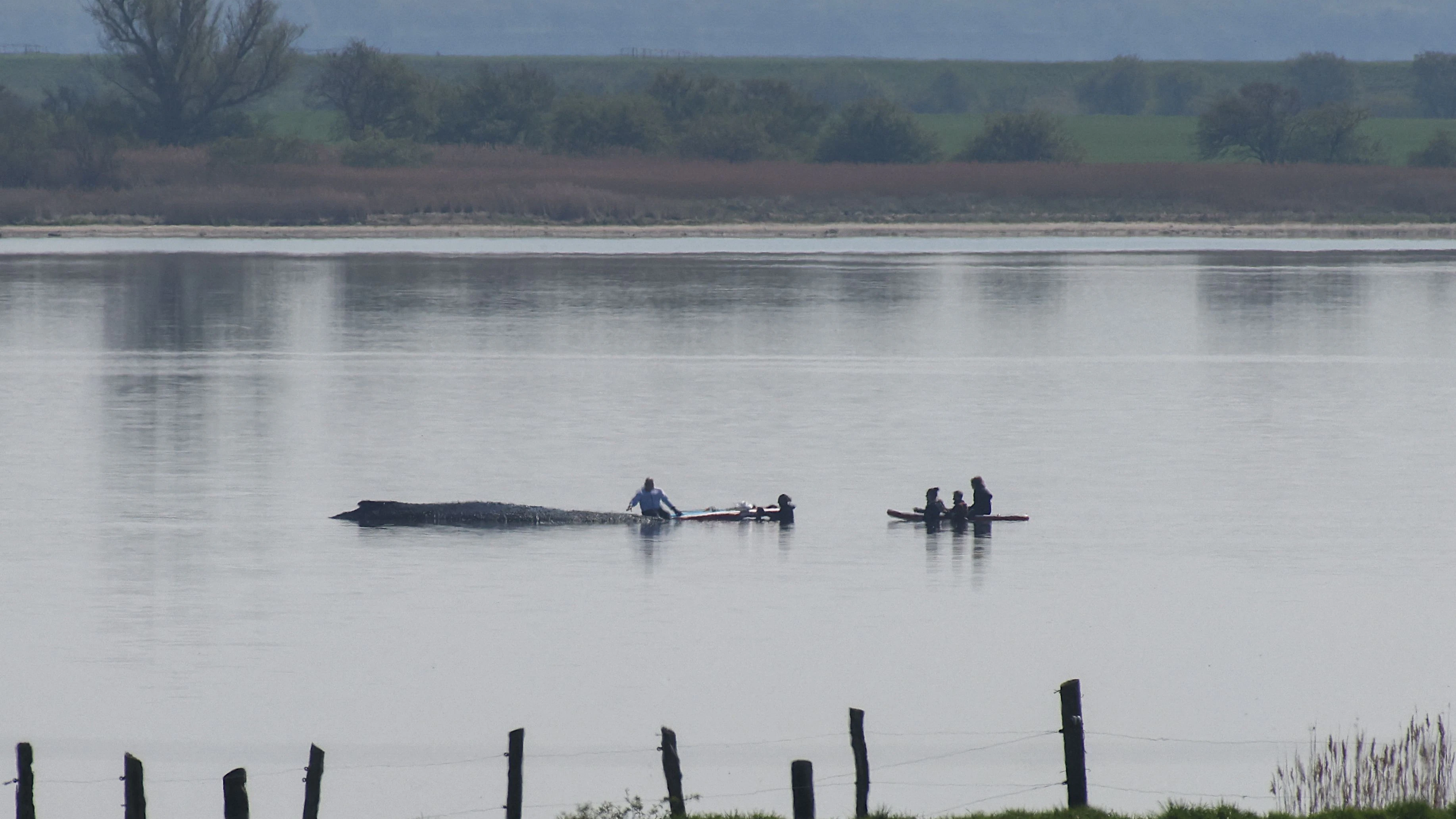 Die Retter näherten sich Timmy mit Stand-Up-Paddeln.