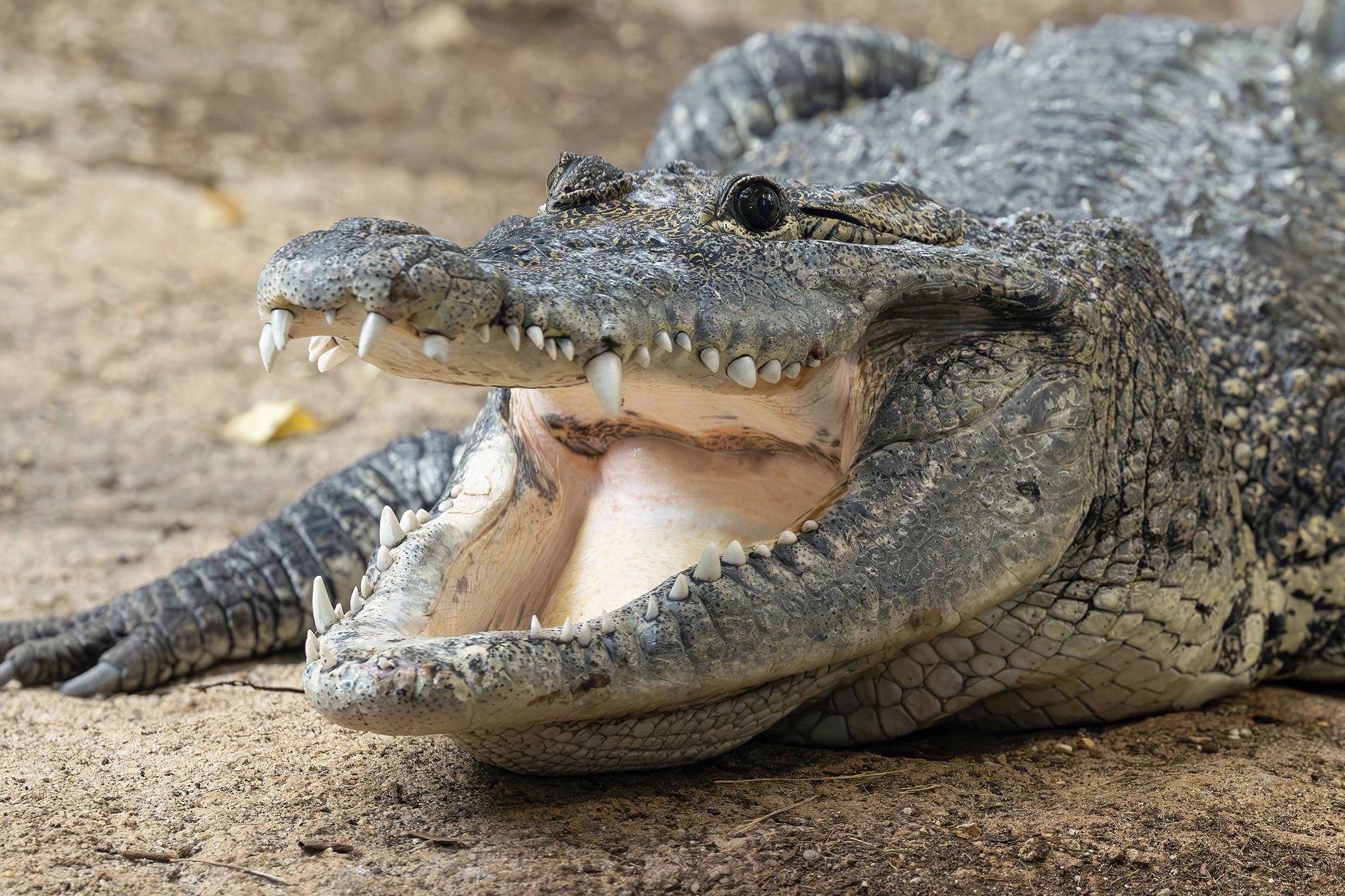 Heute.at - Beschlagnahmtes Riesen-Krokodil zieht in Schönbrunn ein