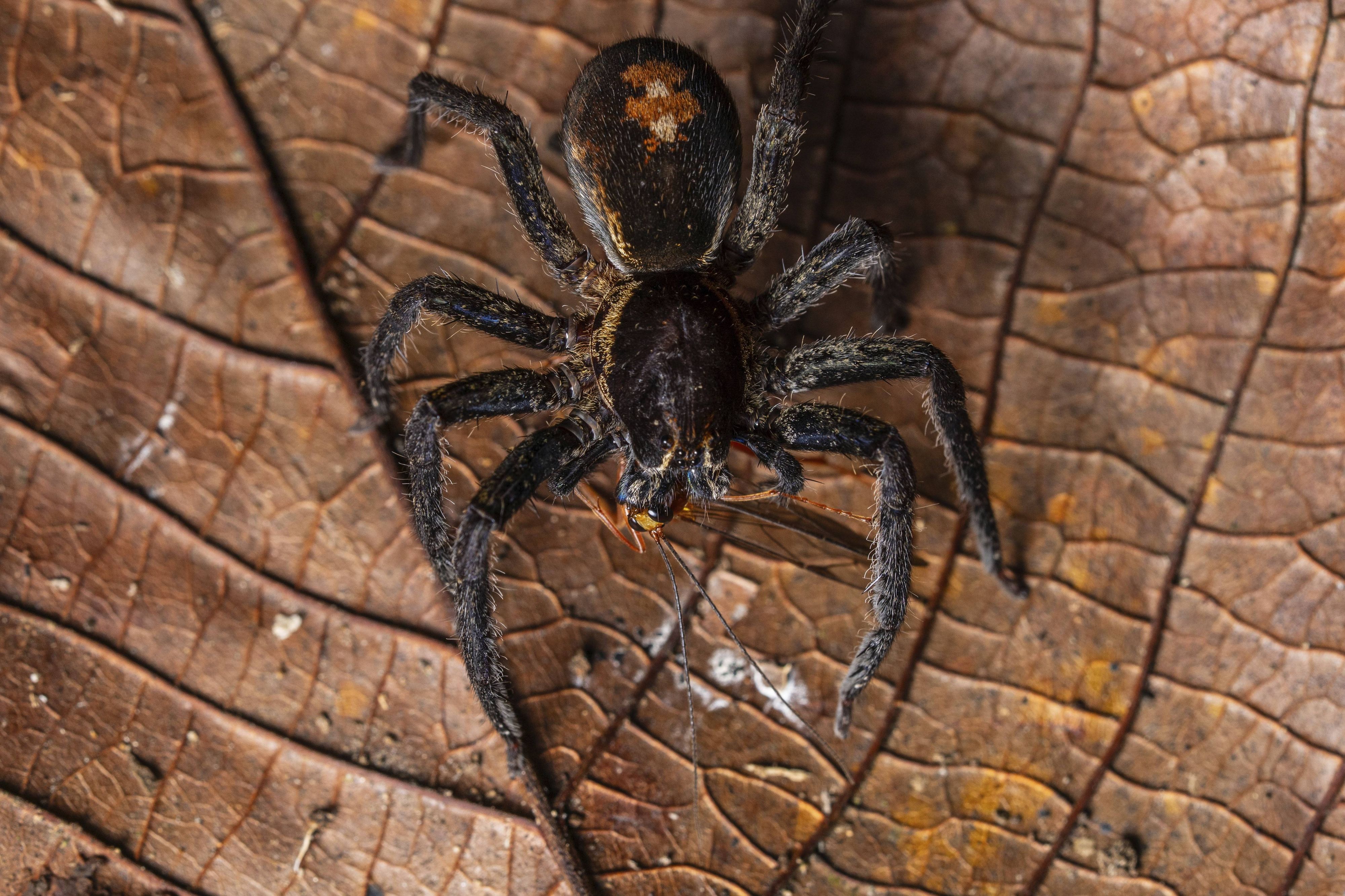 Die Frau hat ein Paket mit 20 Vogelspinnen in einem Zug vergessen. (Symbolbild)