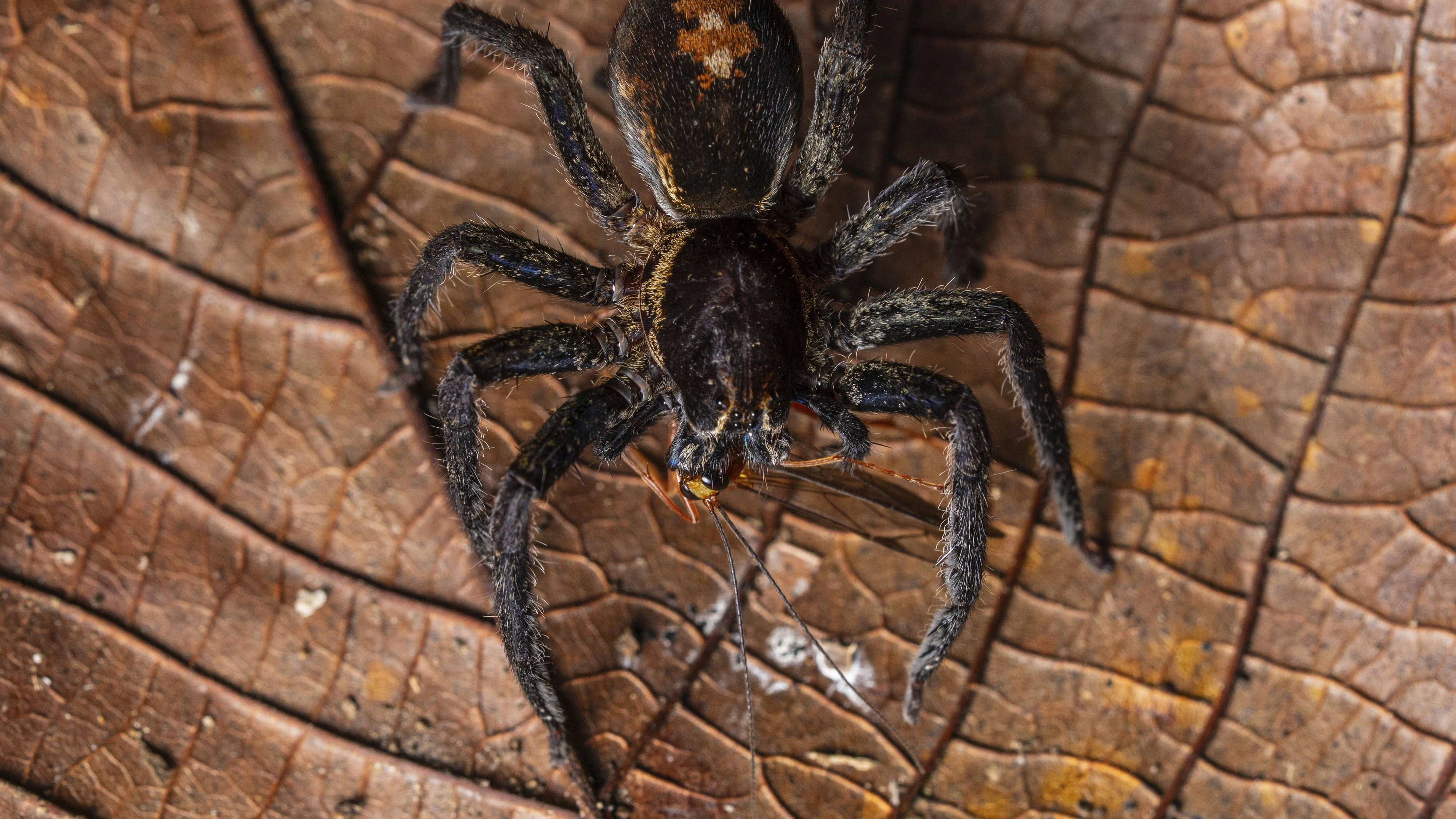 Die Frau hat ein Paket mit 20 Vogelspinnen in einem Zug vergessen. (Symbolbild)