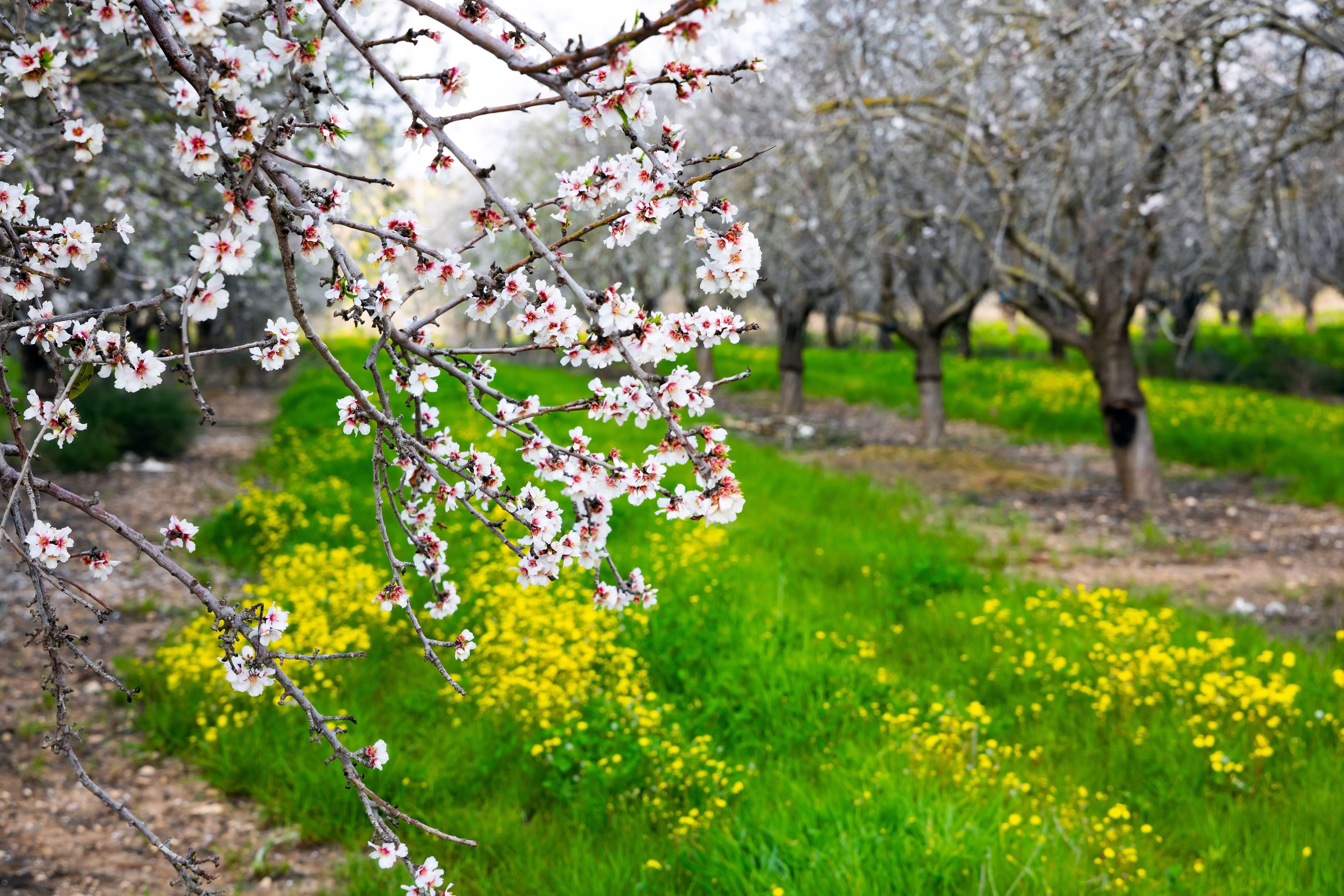 Heute.at - Blätter sprießen nicht! Pflanzen geben Warnzeichen