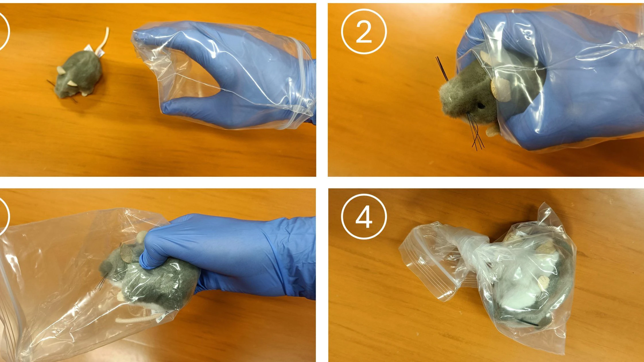 So sollte die Maus, oder die Beute "eingesammel" werden, bis sie von den Forschern abgeholt wird. 