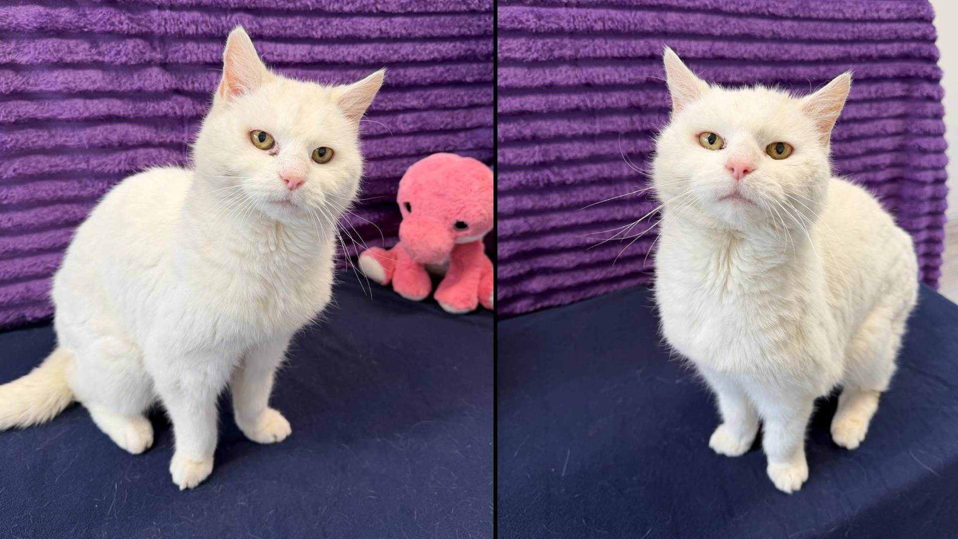 Die hübsche, ältere Dame versteht die Welt nicht mehr! 