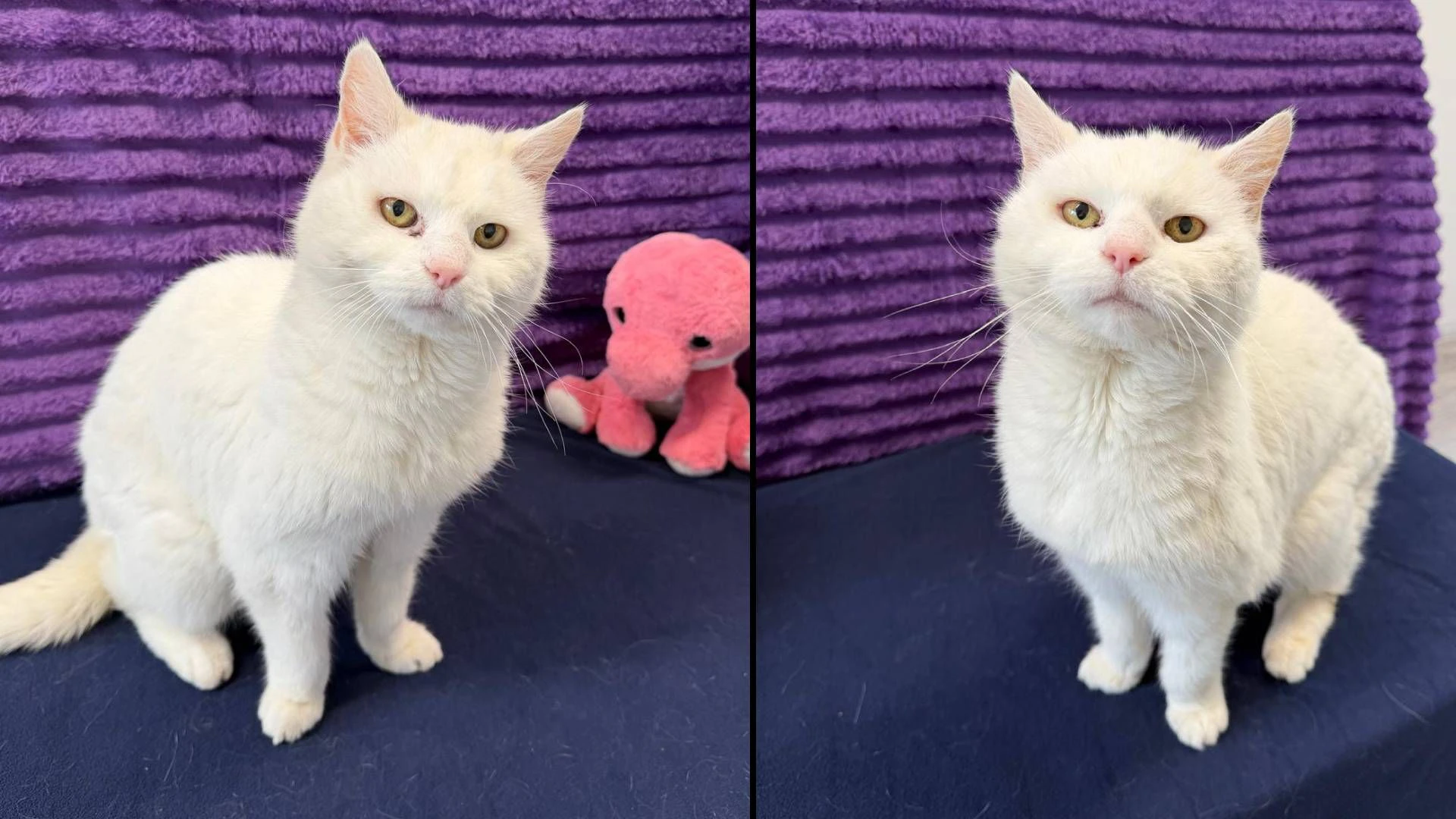 Heute.at - Weil Frauli alt wurde, sollte Jäger Katze erschießen