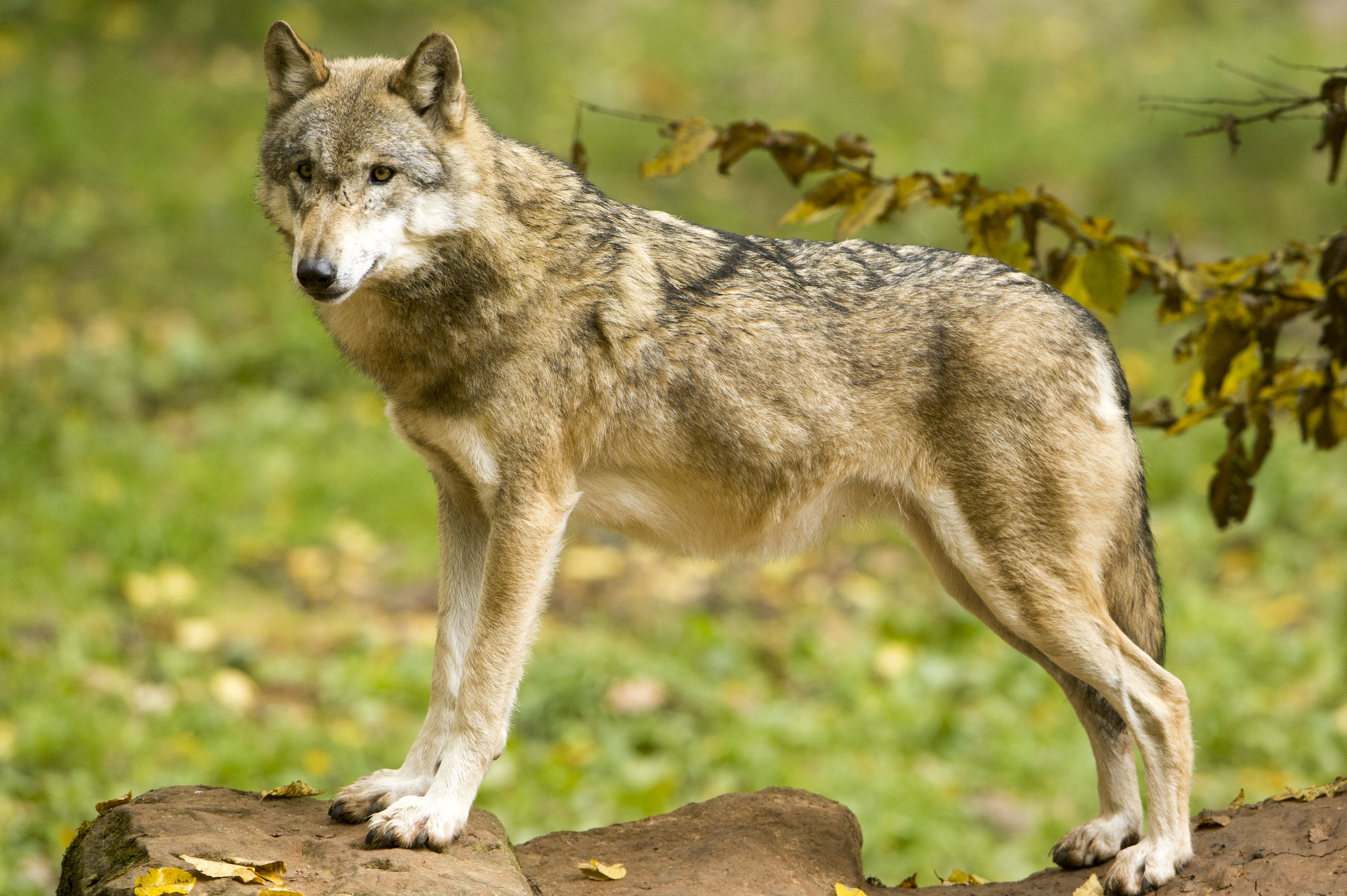 Die Zahl der Wölfe in Österreich steigt.