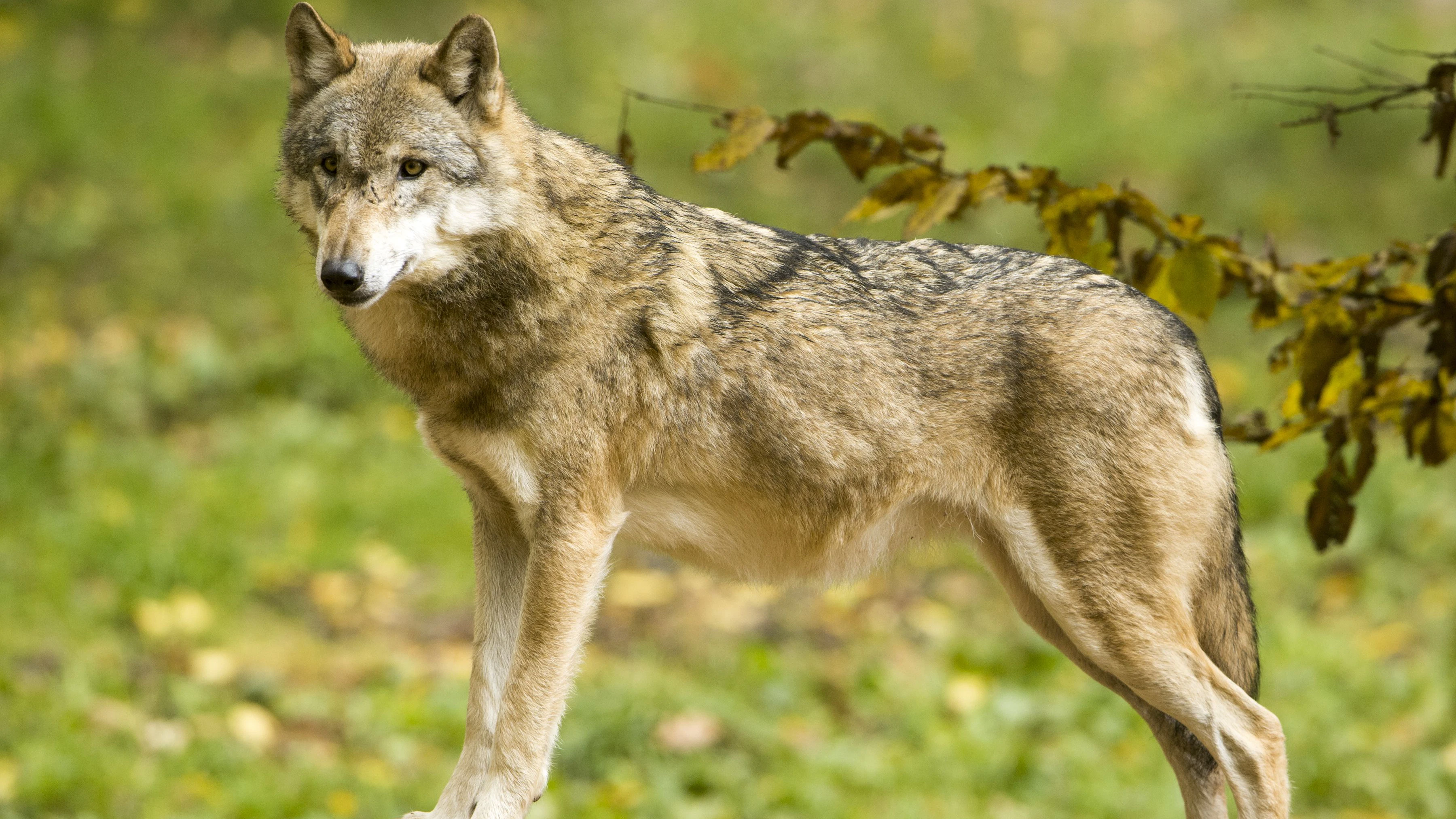 Heute.at - Wolfswahrheit - So viele gibt es in Österreich wirklich