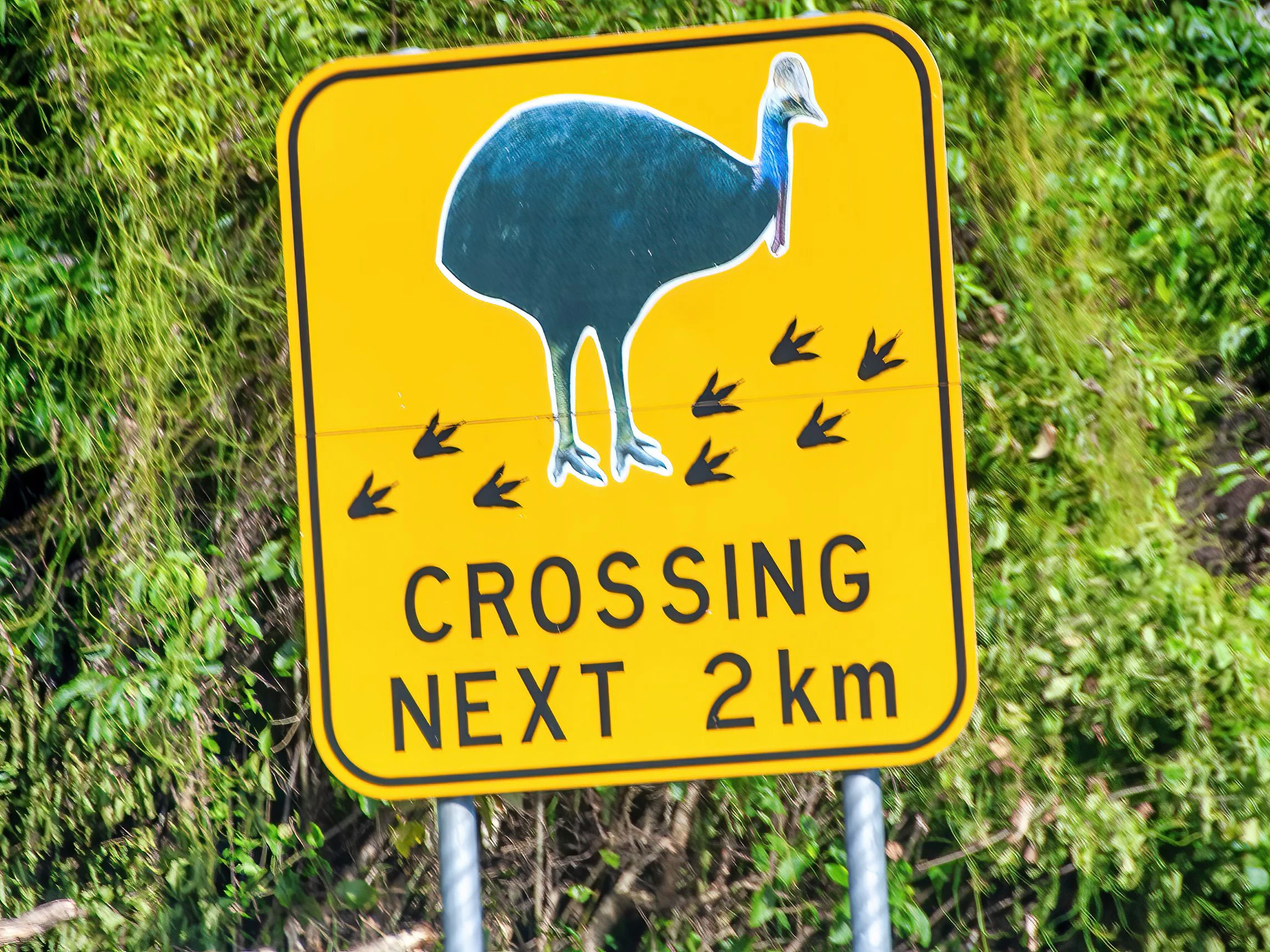 Achtung, Kasuare! Sie gelten als gefährlichste Vögel der Welt
