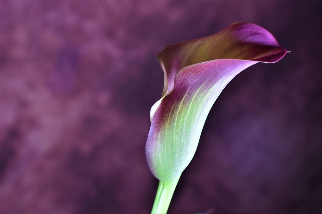 Weiße Calla-Blume