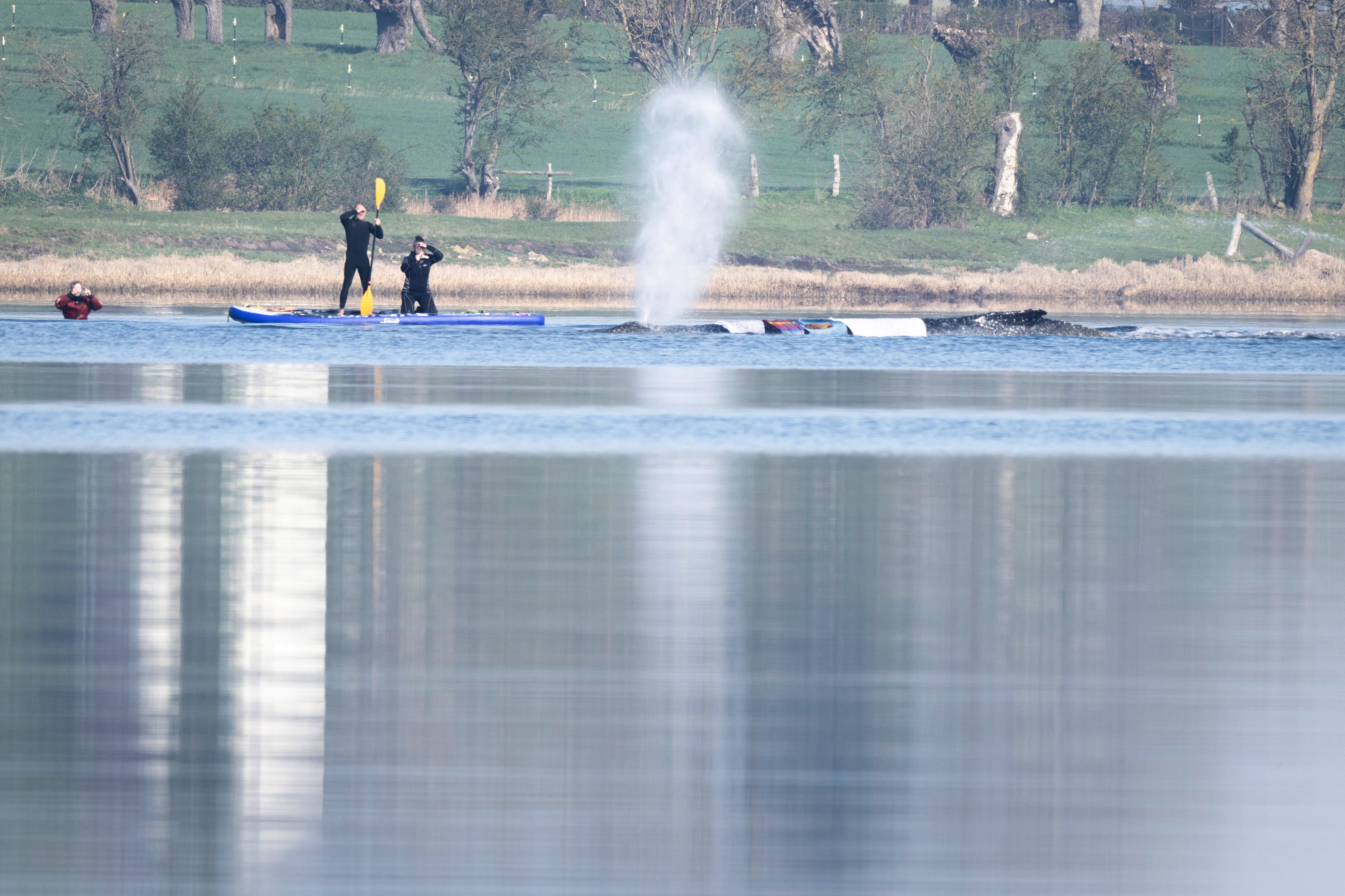 Der Wal habe sich bereits bewegt.