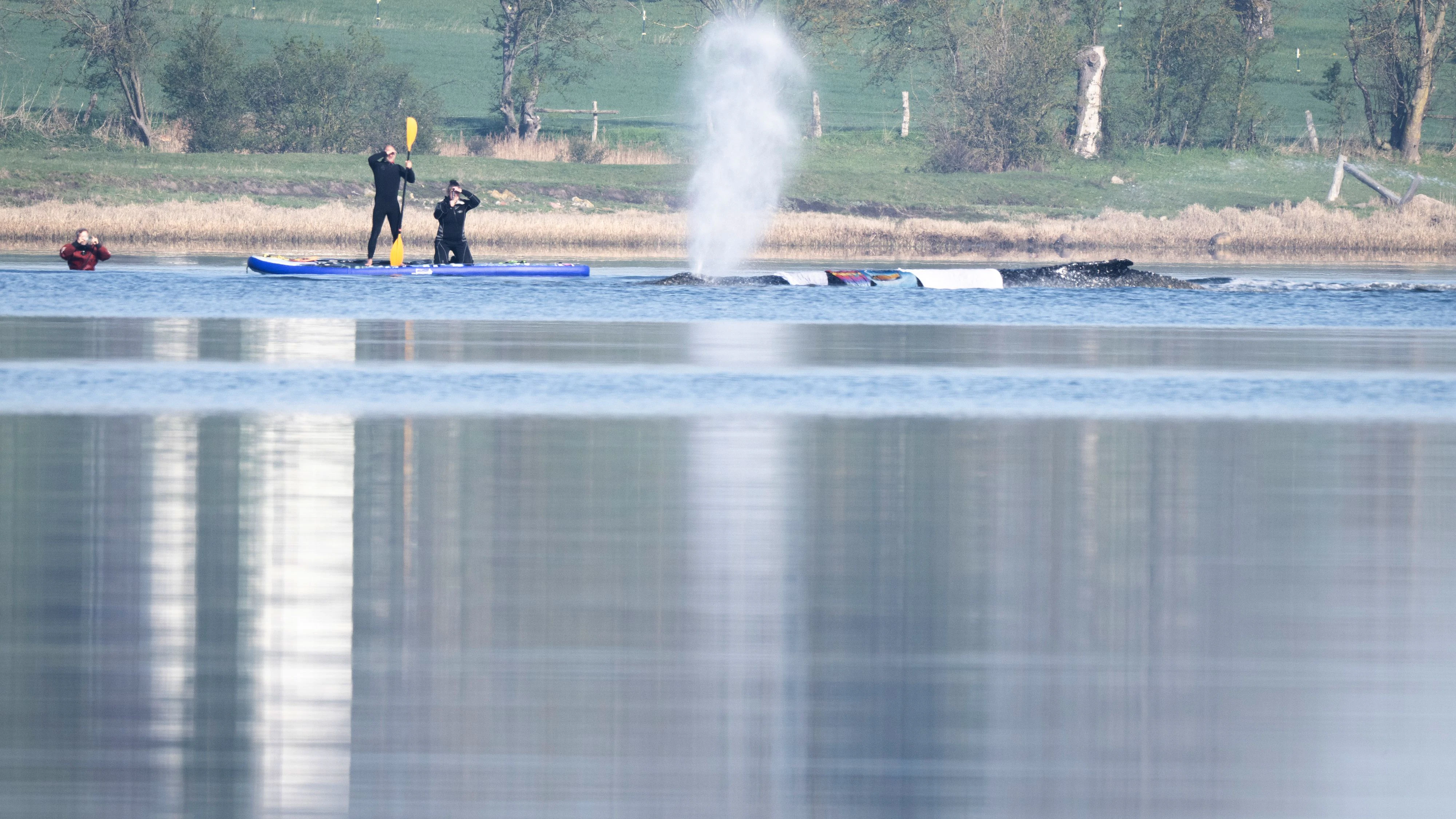 Der Wal habe sich bereits bewegt.