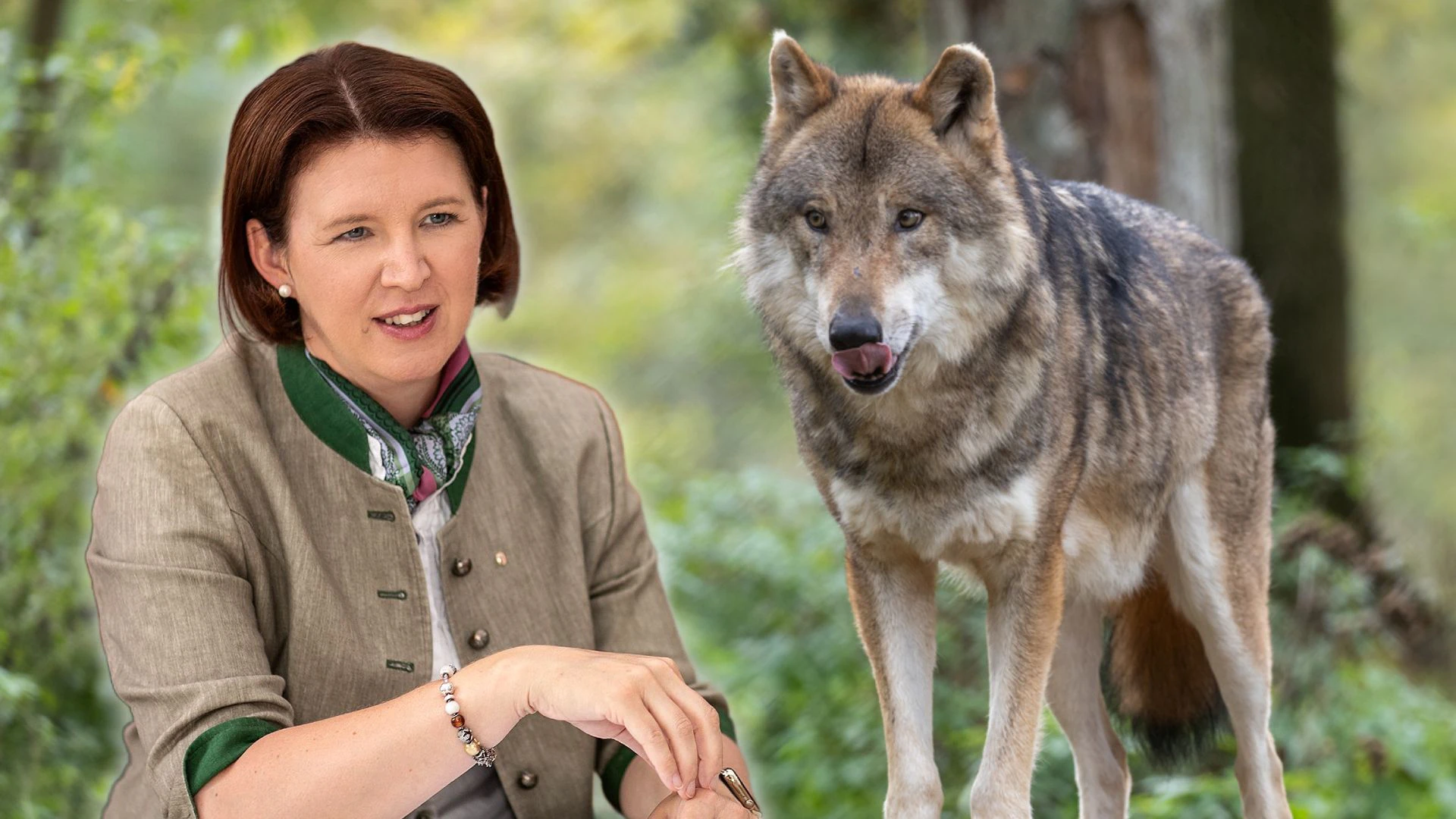 Ein "Risikowolf" im Mühlviertel ist laut VP-Landesrätin Michaela Langer-Weninger nun zum Abschuss freigegeben. (Symbolbild)