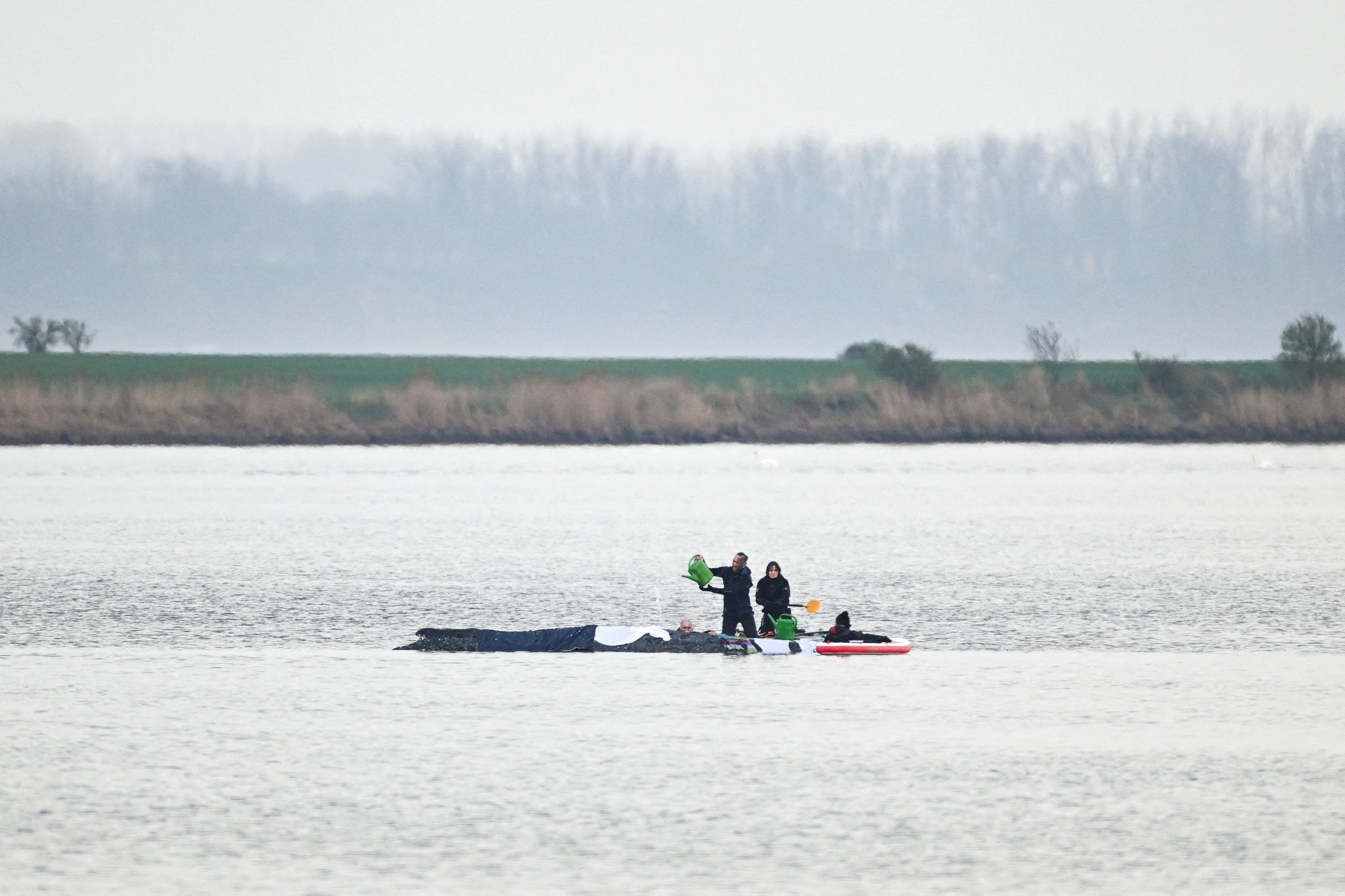 Am Freitag wird ein erneuter Versuch unternommen, den gestrandeten Wal 