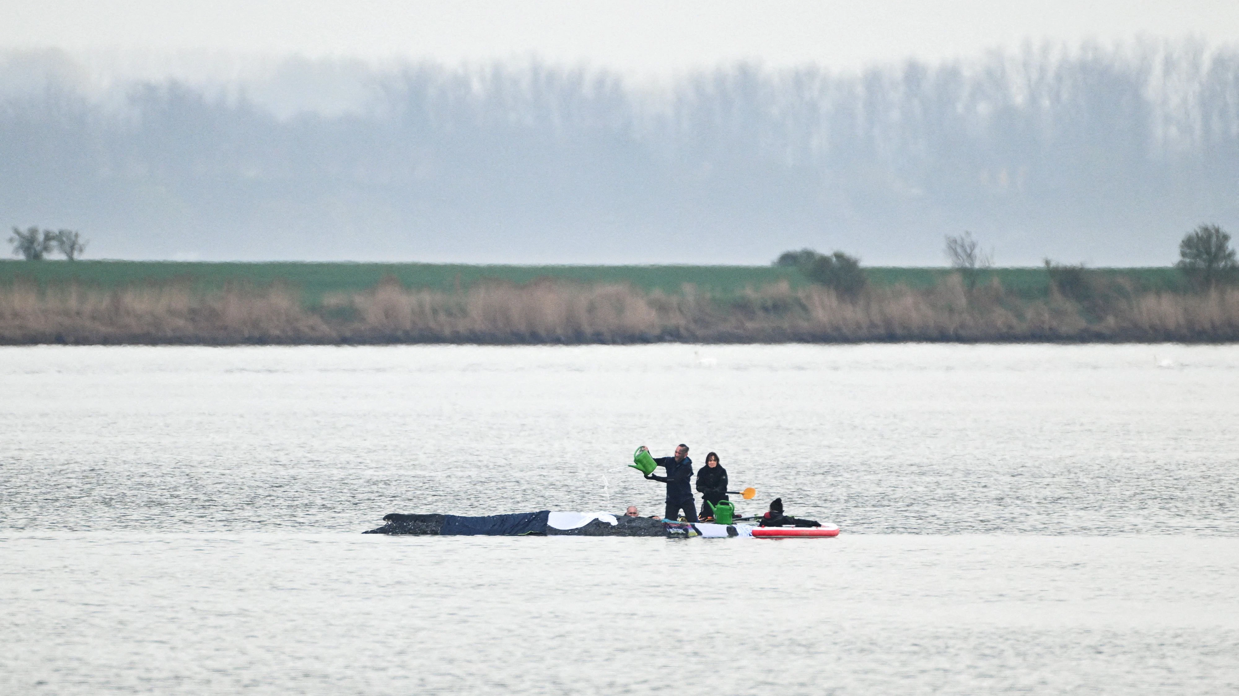 Am Freitag wird ein erneuter Versuch unternommen, den gestrandeten Wal "Timmy" zu retten.