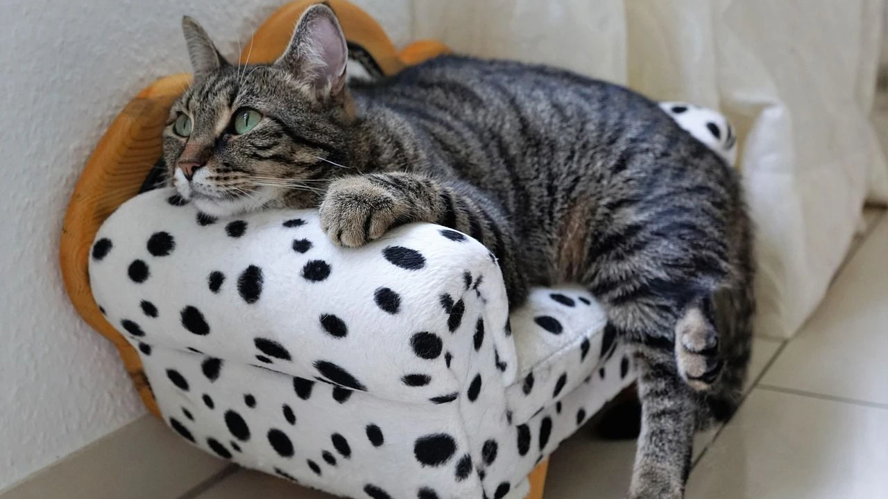 Heute.at - Dieser Haushaltstrick macht Katzen glücklich