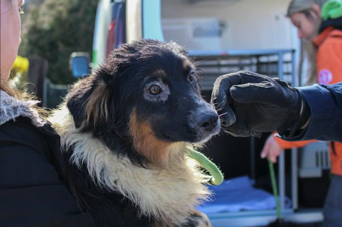 Die vernachlässigten Hunde waren großteils 