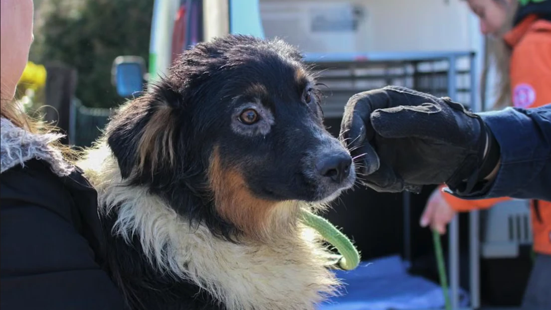 Die vernachlässigten Hunde waren großteils "Leihhunde".