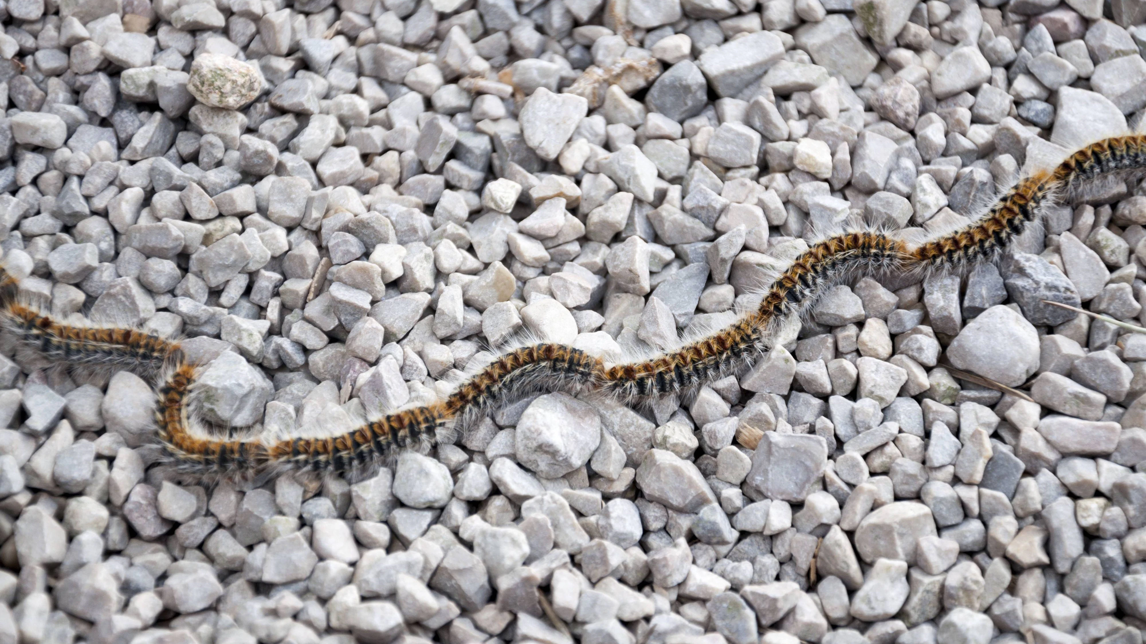 Der Pinienprozessionsspinner hat sich in Kärnten angesiedelt.