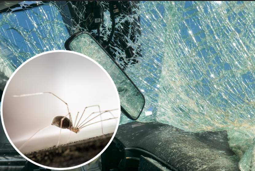 Durch eine Spinne wurde ein heftiger Autounfall verursacht.