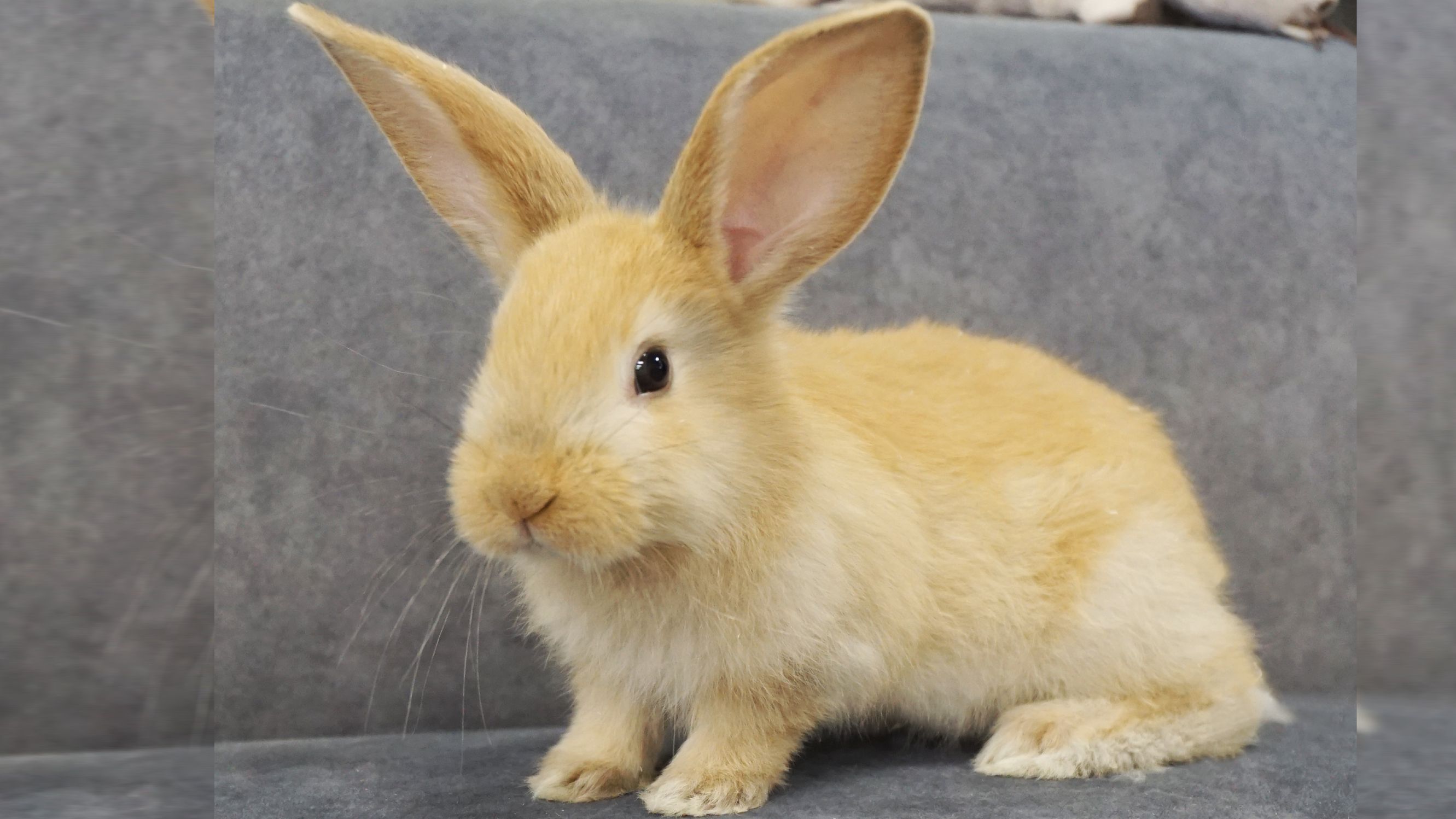 Heute.at - Kaninchen Arabella (3 Monate) erobert schnell dein Herz