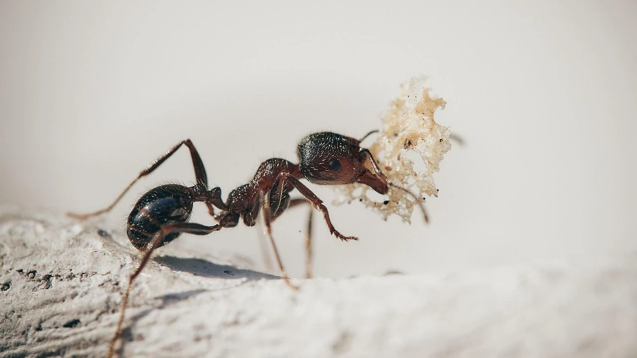 Heute.at - Essig-Trick hält Ameisen und Spinnen fern