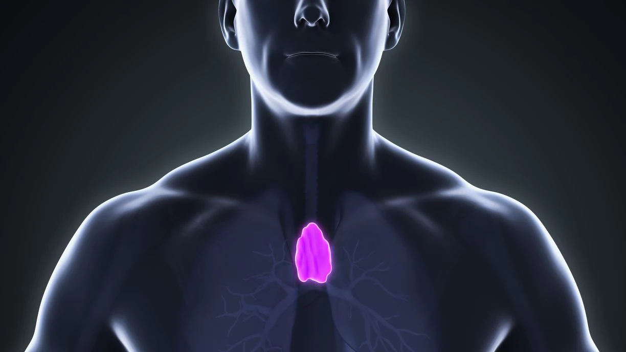 Human Thymus Anatomy Illustration. 3D render
