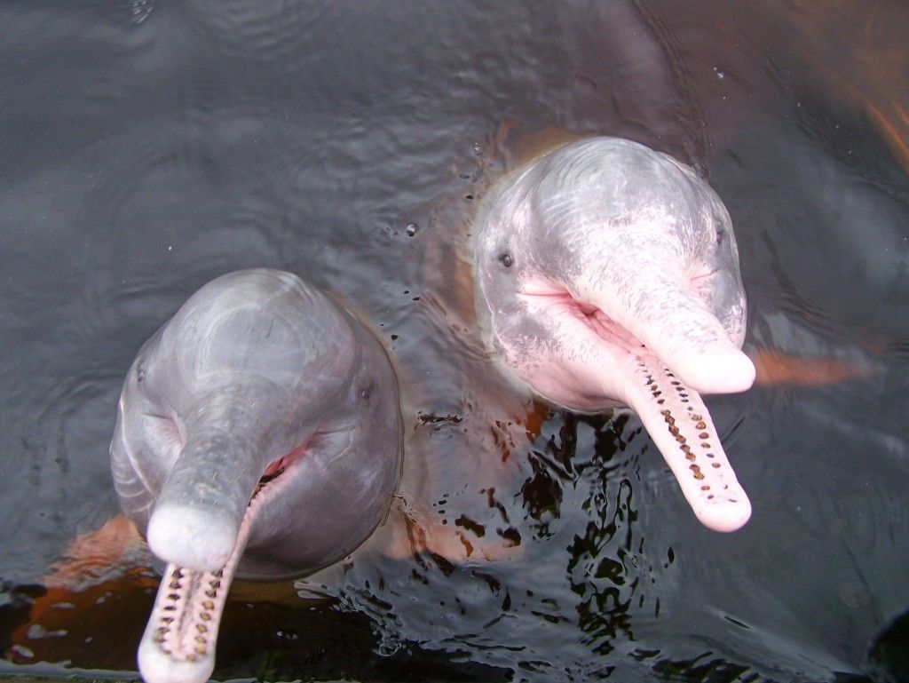 Hitzetod im Wasser: Flussdelfine in der Amazonas-Region